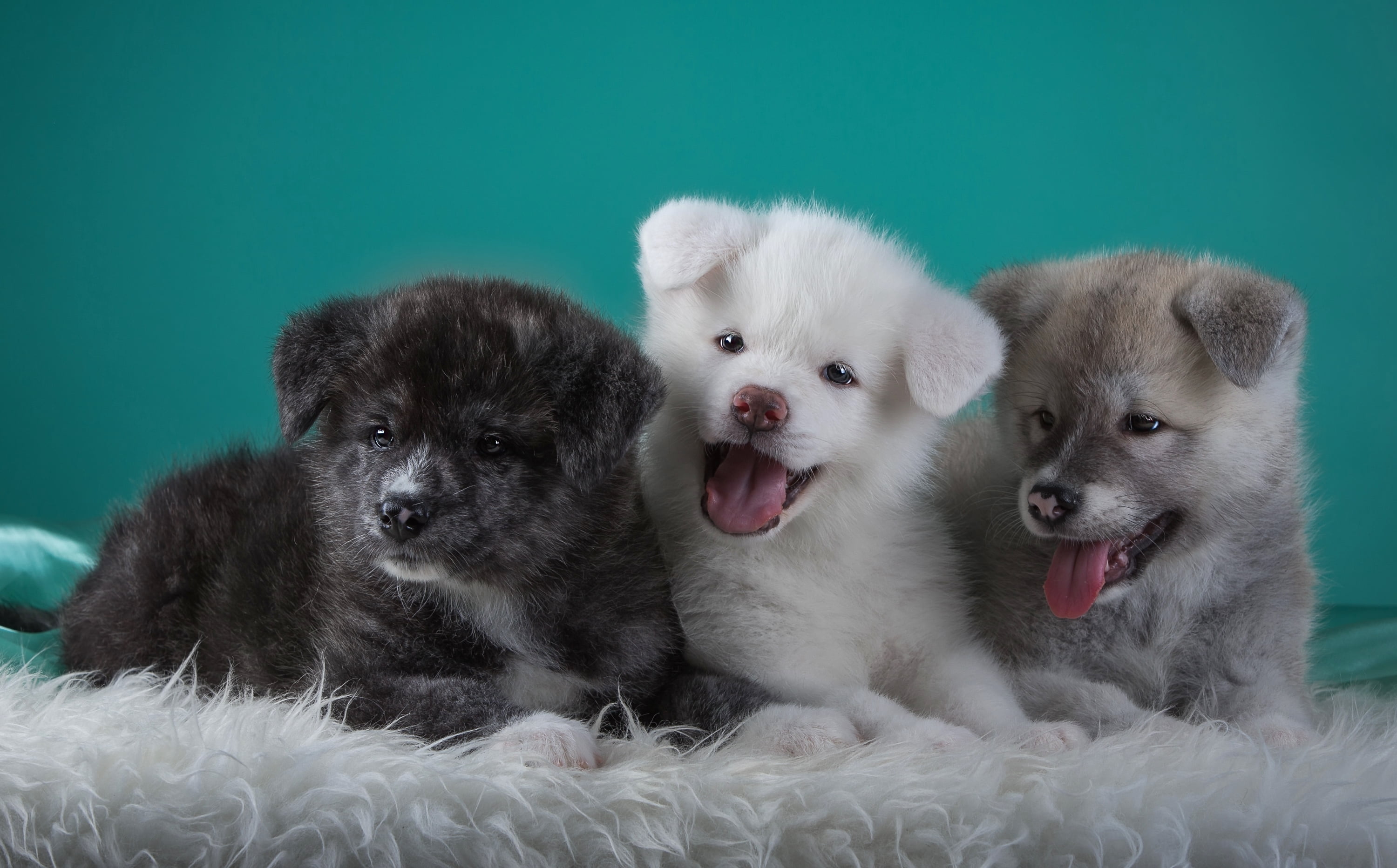 coated, animal, trio, 2K, group of animals, pets, puppy, studio shot, two animals, dog, no people, mammal, short, togetherness, mouth open, color, canine, HD Wallpaper