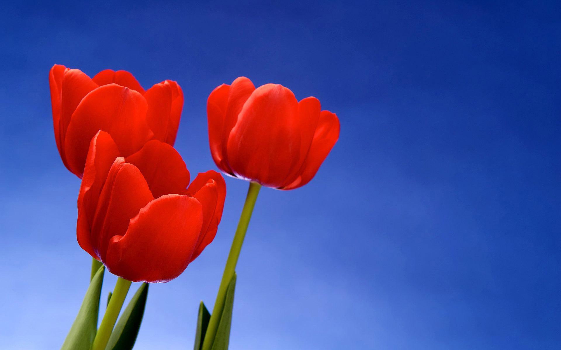 red, three, flowers, 1920x1200, tulip, 1080P, trio, tulips, HD Wallpaper