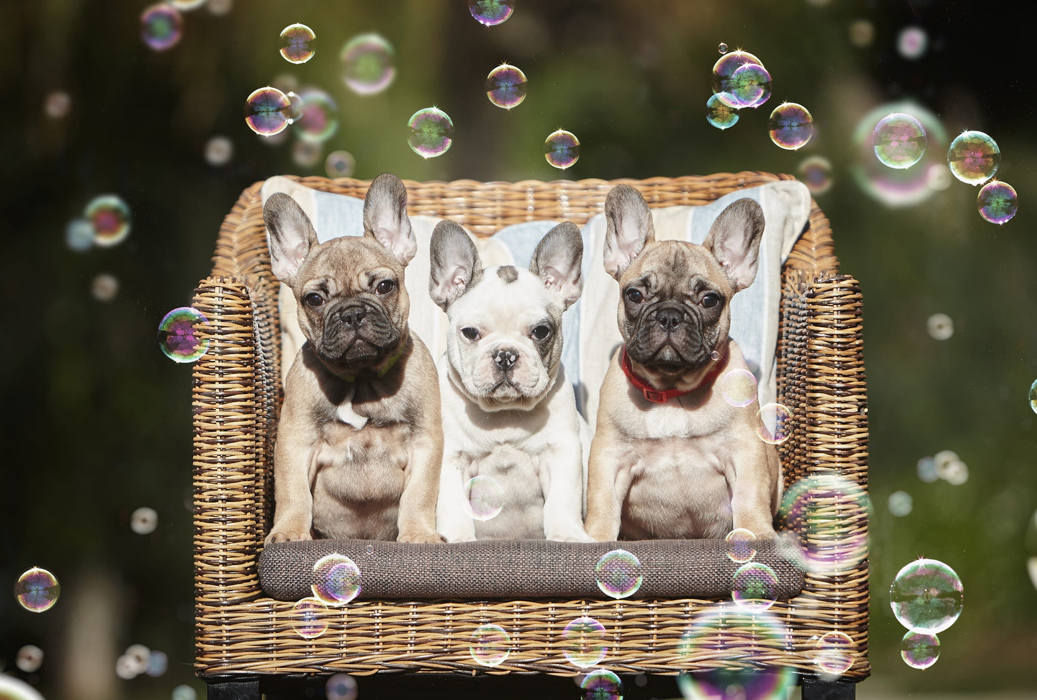 puppies, bench, puppy, white, French bulldog, look, pose, green background, faces, company, ears, Trinity, the couch, nature, dogs, summer, 1080P, trio, HD Wallpaper