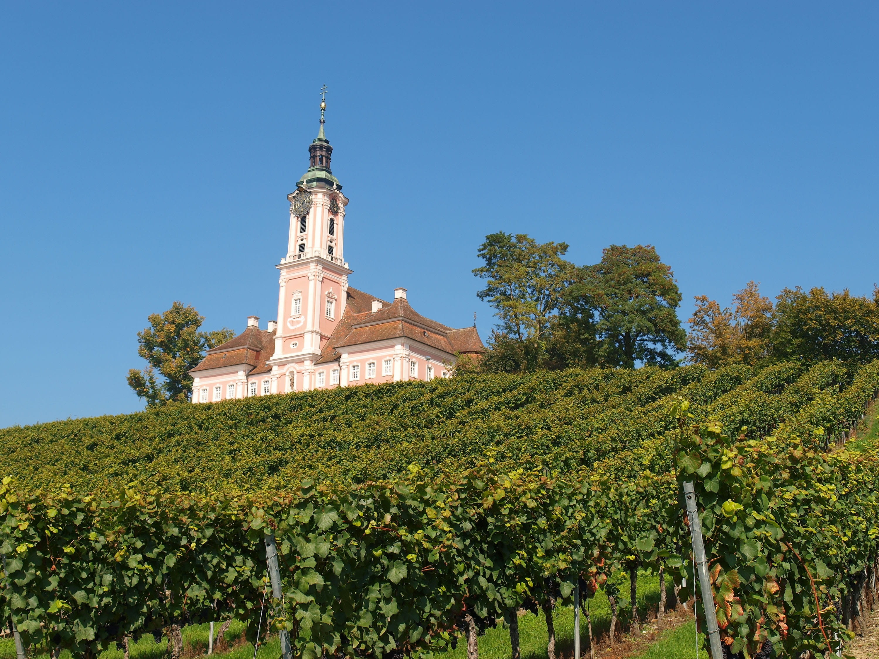 beauty in nature, nature, clear sky, style, constancy, basilica, growth, rococo, low angle view, day, Birnau, lake constance, grapes, building exterior, HD Wallpaper