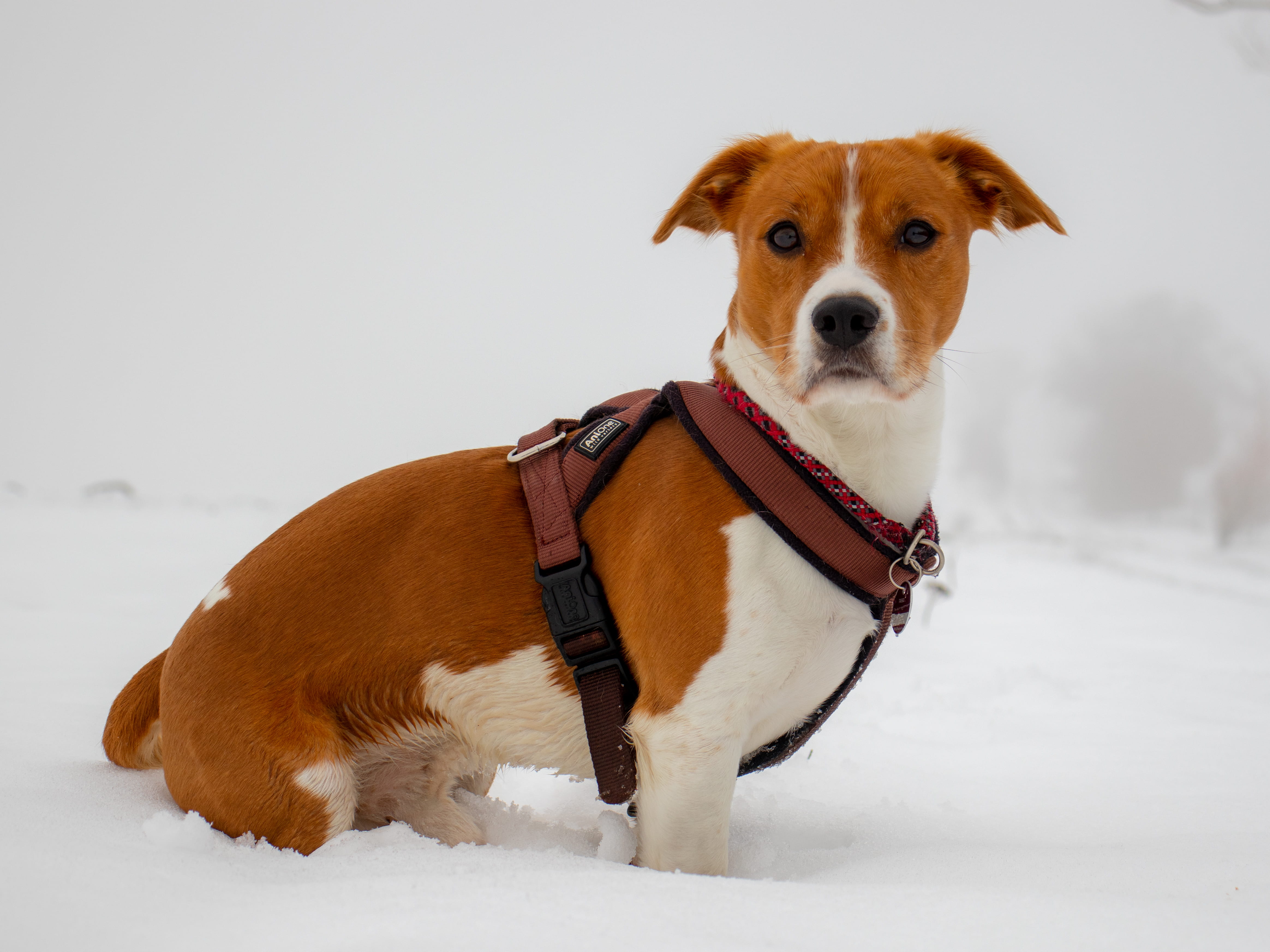 eos200d, goingforawalk, jack russell terrier, vertebrate, domestic animals, no people, snow, pets, jackrussel, strap, mammal, accessories, pet collar, pet clothing, HD Wallpaper