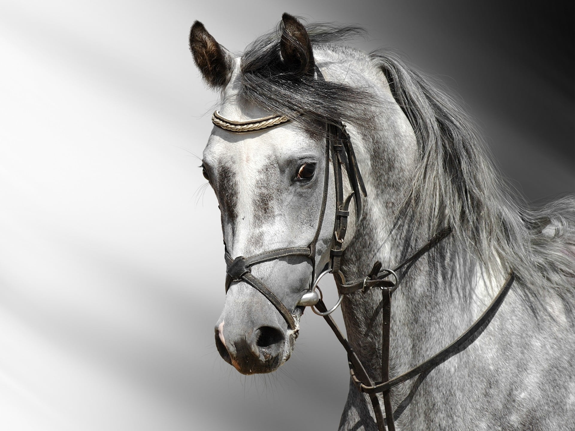 beautiful, beauty, black Color, cart, white, riding, stallion, pets, 1080P, animal Head, herbivorous, domestic animals, horse, bridle, color, head, domestic, HD Wallpaper