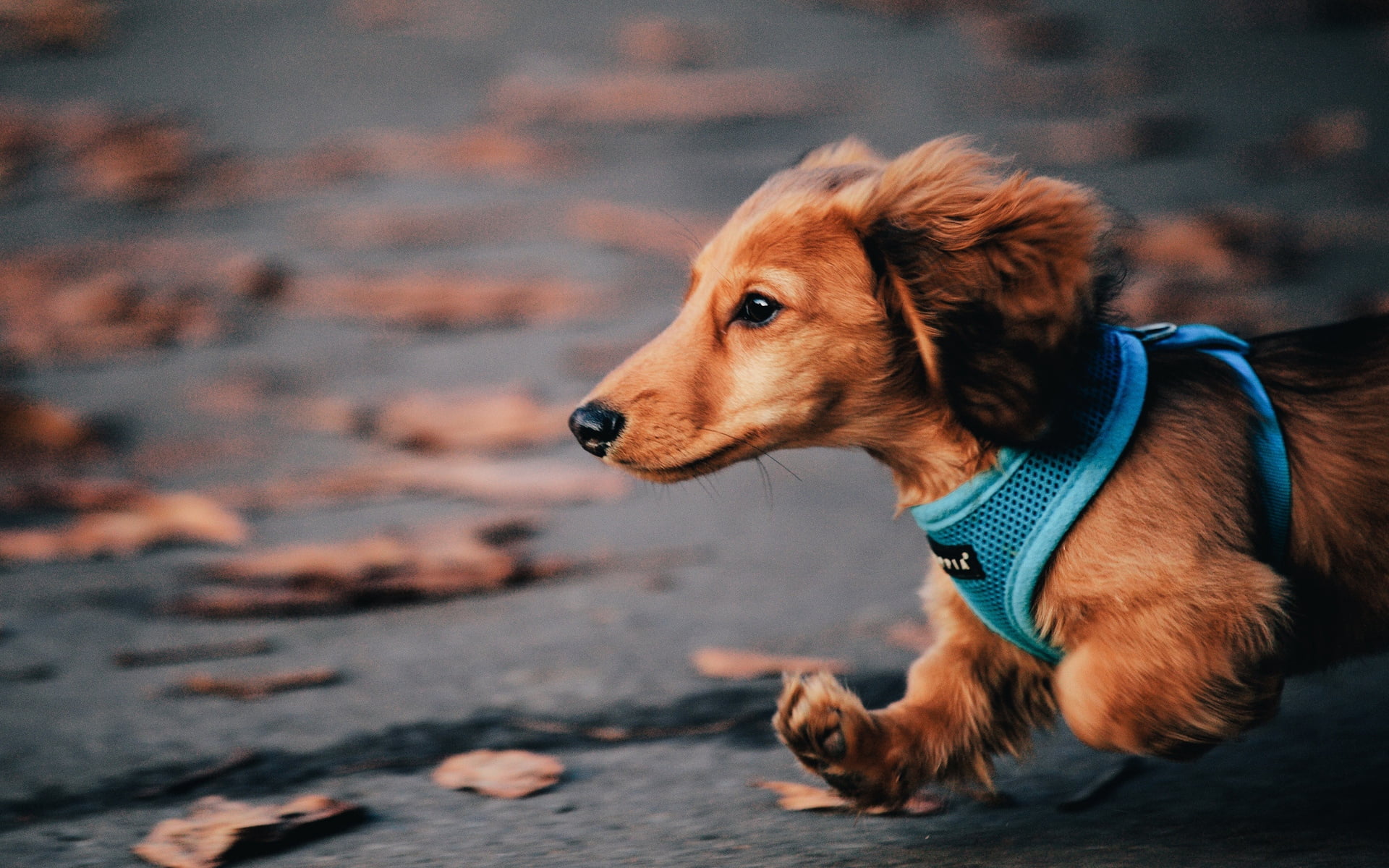 no People, mixed-Breed Dog, cute, friendship, fun, looking away, sitting, photography, selective, nature, golden Retriever, dog, animal Head, mammal, run, HD Wallpaper