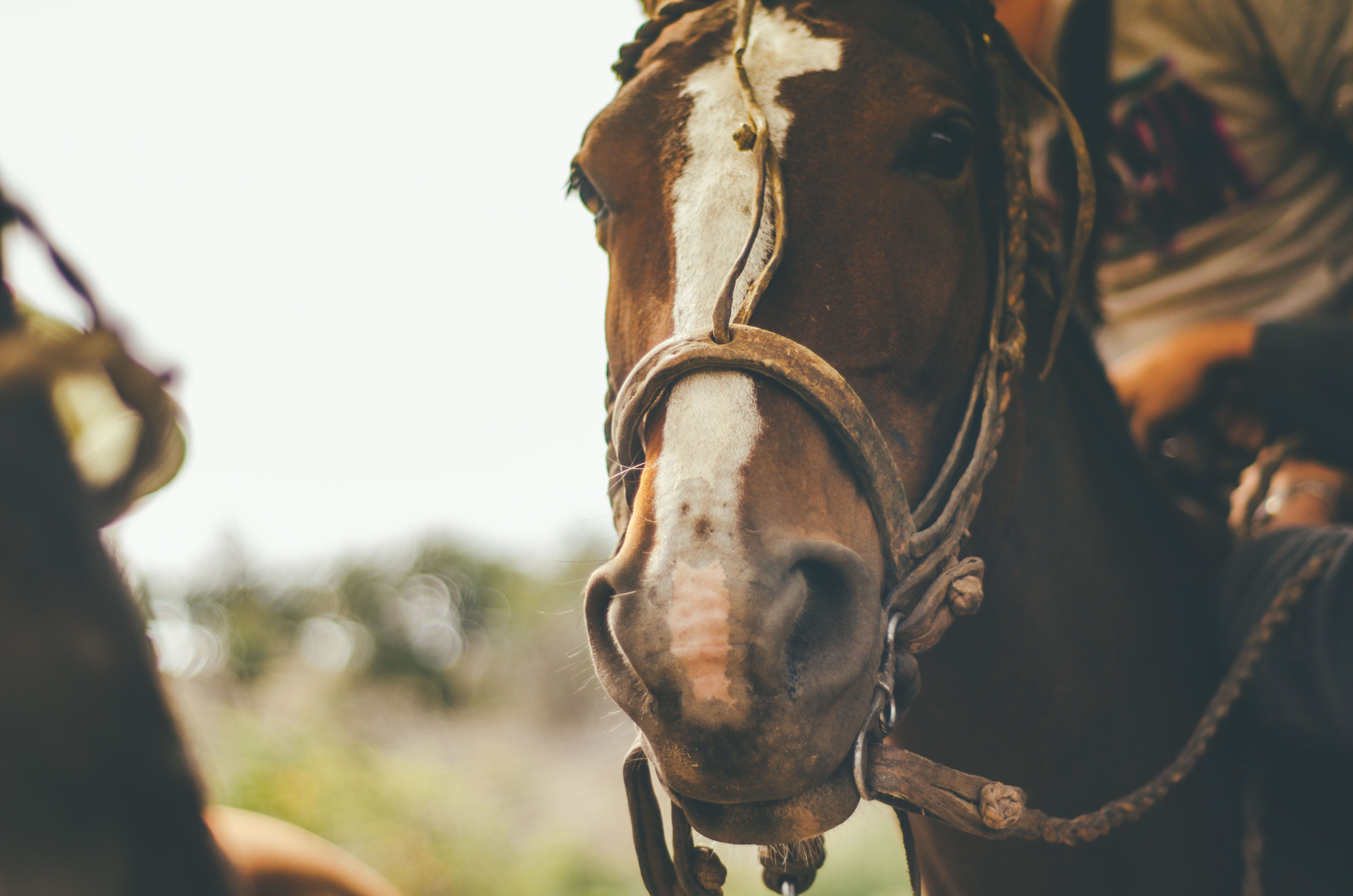 day, 4K, animal body part, one animal, ranch, working animal, animal themes, harness, close-up, photography, bridle, caballo, vertebrate, brown, nose, HD Wallpaper