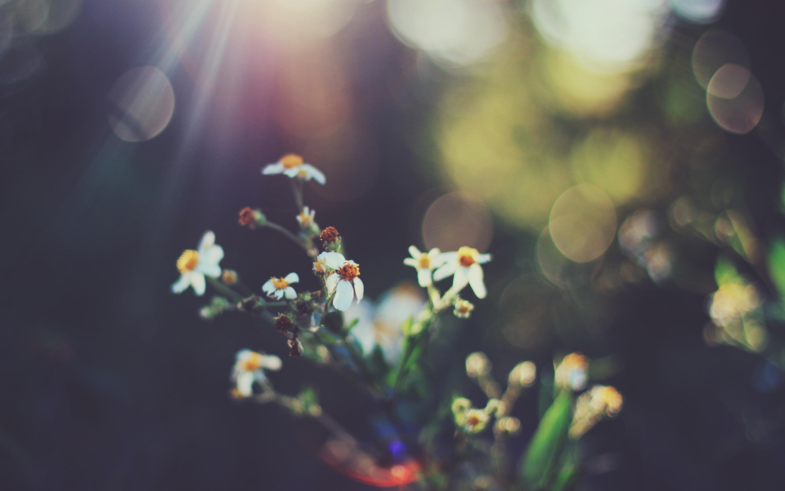 vulnerability, flower, freshness, focus on foreground, growth, close-up, white, system, fragility, petal, flowering plant, nature, inflorescence, HD Wallpaper