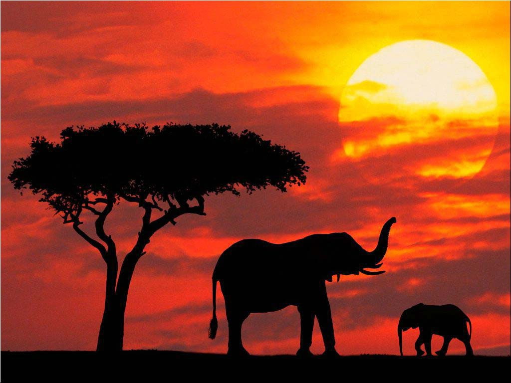 hd, Elephant, red, abstract, art, Sundown, 480P, Vector, HD Wallpaper