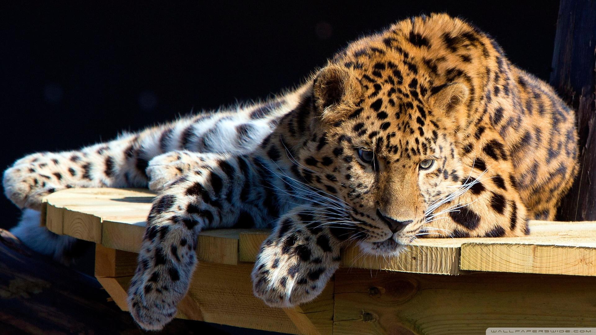 panthera, pardus, animals, 1080P, resting, jaguar, adult, power, panther, HD Wallpaper