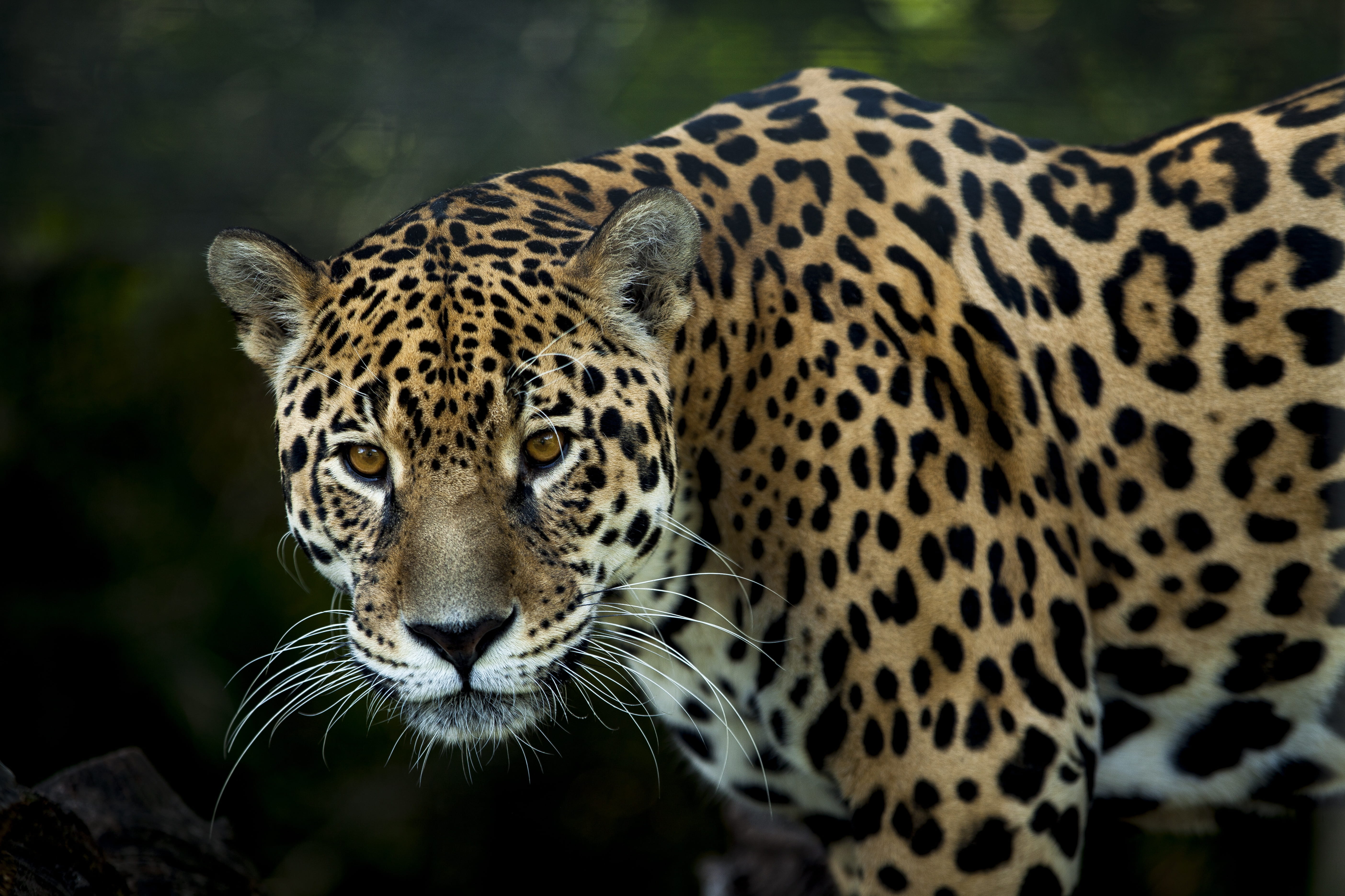 portrait, outdoors, menagerie, look, big cat, 5K, carnivora, animalia, focus on foreground, fiera, tiger, close-up, leopard, nature, one animal, stalking, HD Wallpaper