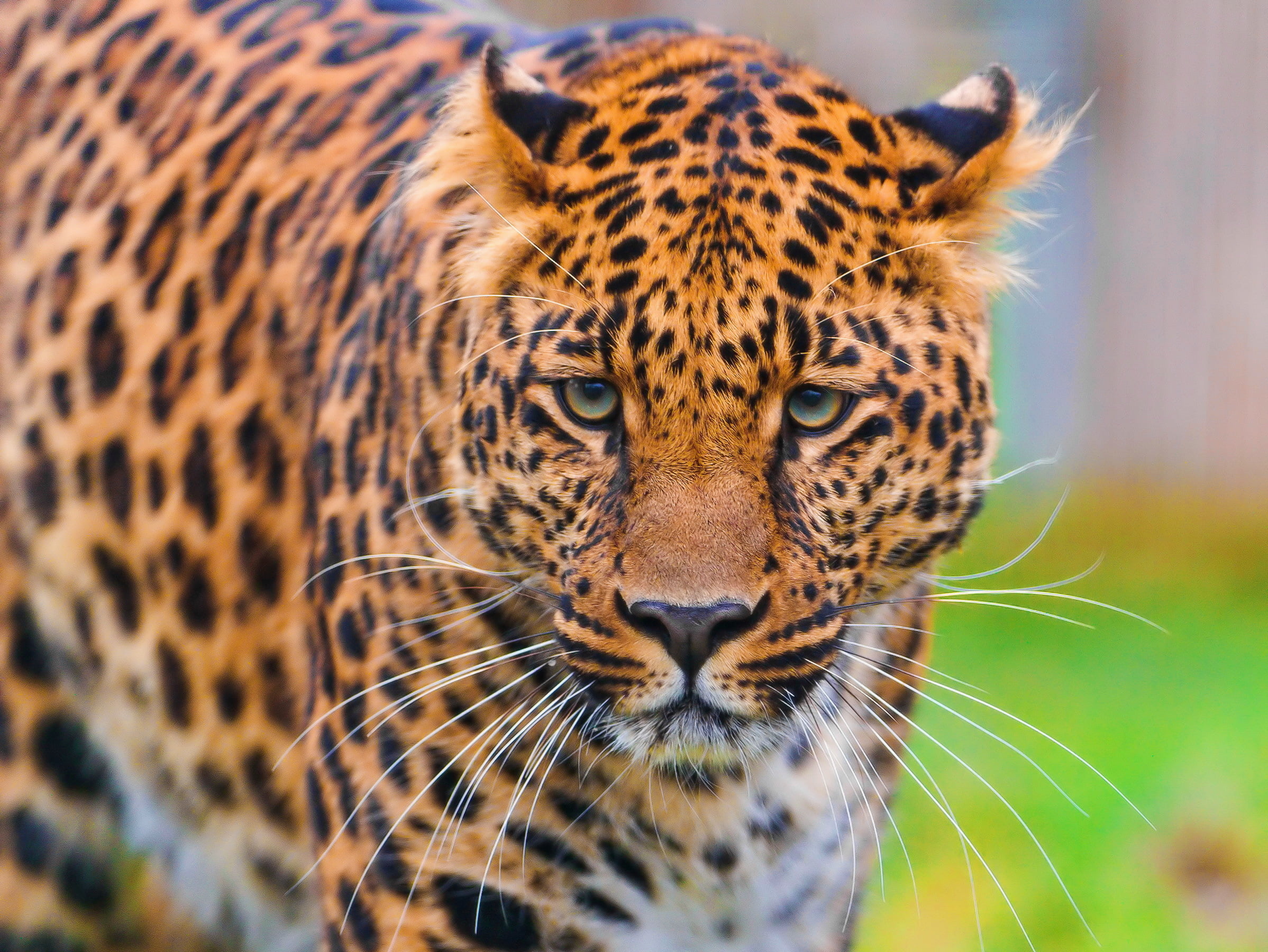 one animal, animal head, spotted, animal wildlife, feline, close-up, animals in the wild, 1080P, animal body part, face, no people, panthera pardus, cat, HD Wallpaper