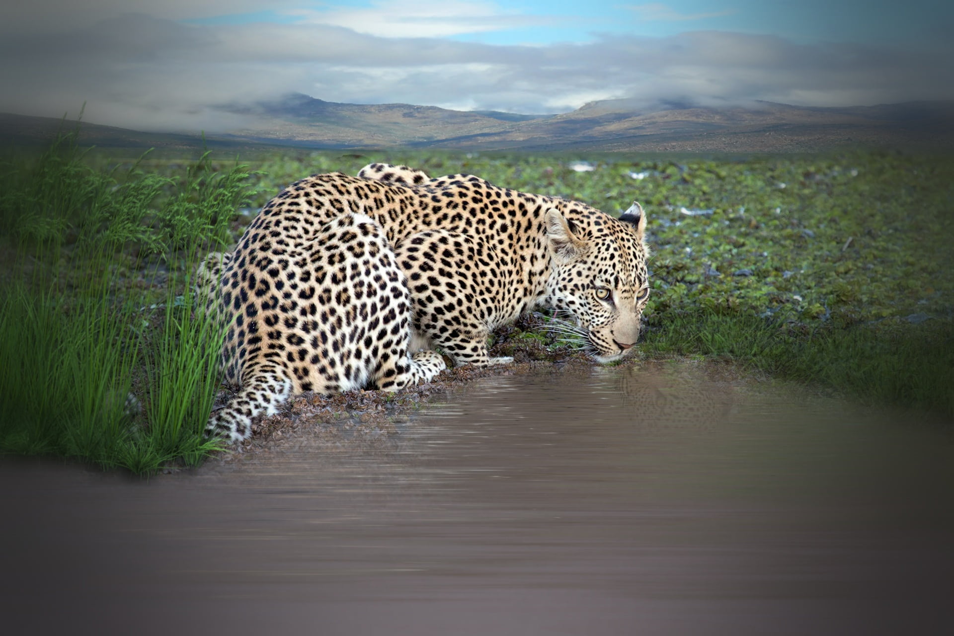 one animal, panthera pardus, 1080P, photo, wilderness Area, feline, animals In The Wild, leopard, day, water hole, body, animal themes, lake, stains, mountains, HD Wallpaper