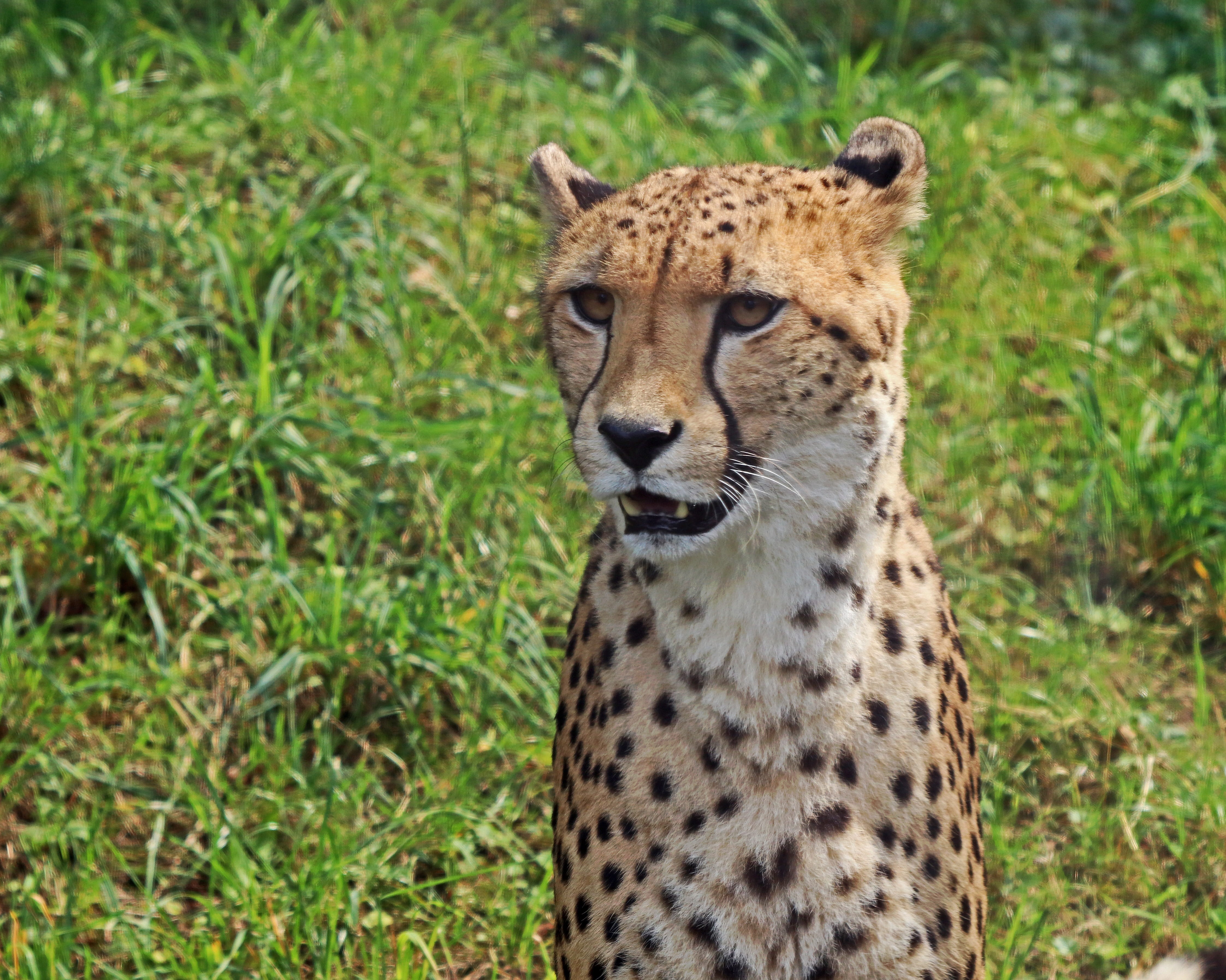 carnivora, mammal, one animal, sitting, stains, animal head, Leopard, day, 4K, Predator, Cat, zoo, undomesticated cat, focus on foreground, animal wildlife, HD Wallpaper