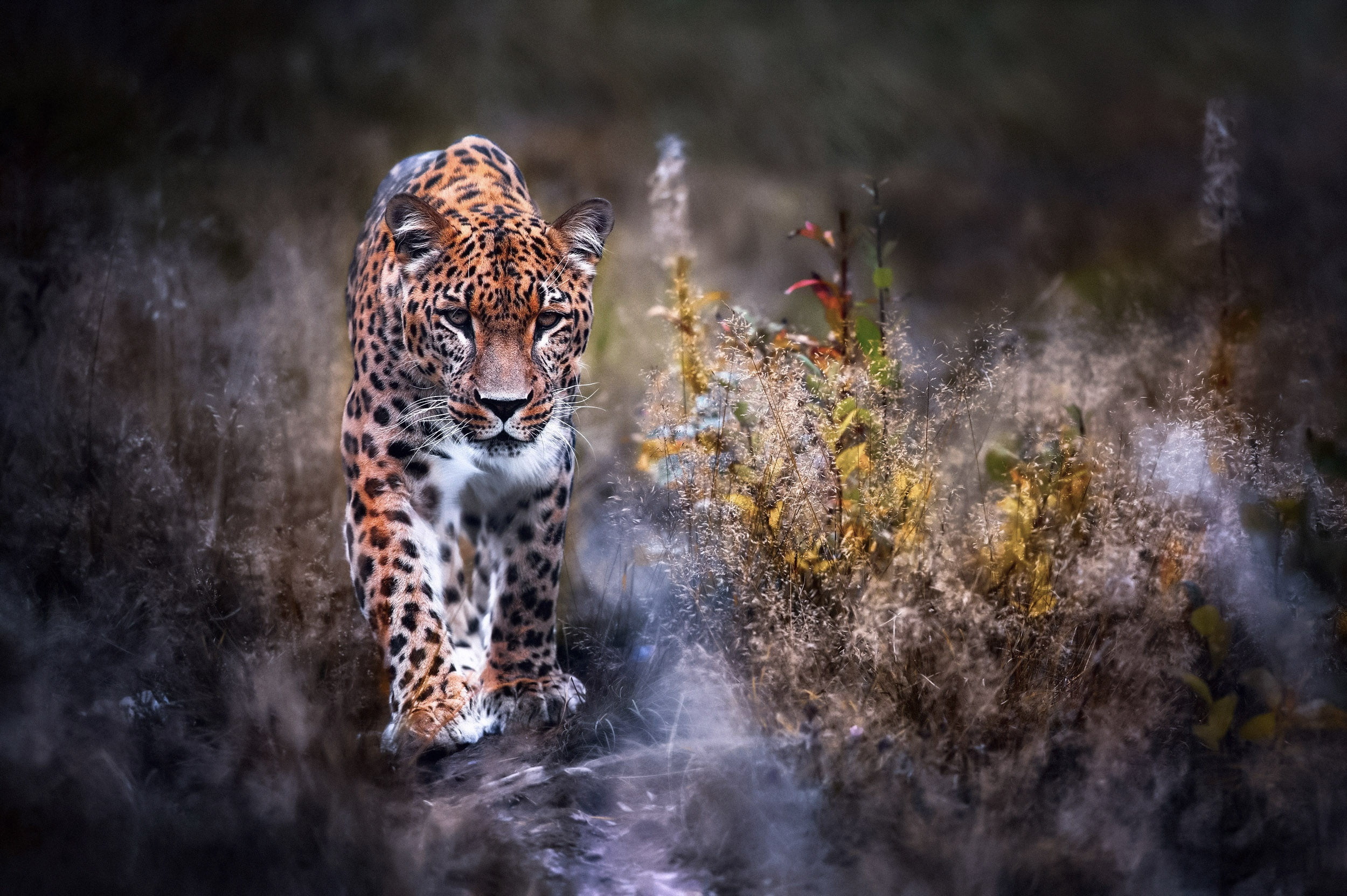 walk, 1080P, Panthera pardus, Leopard, big cat, nature, HD Wallpaper