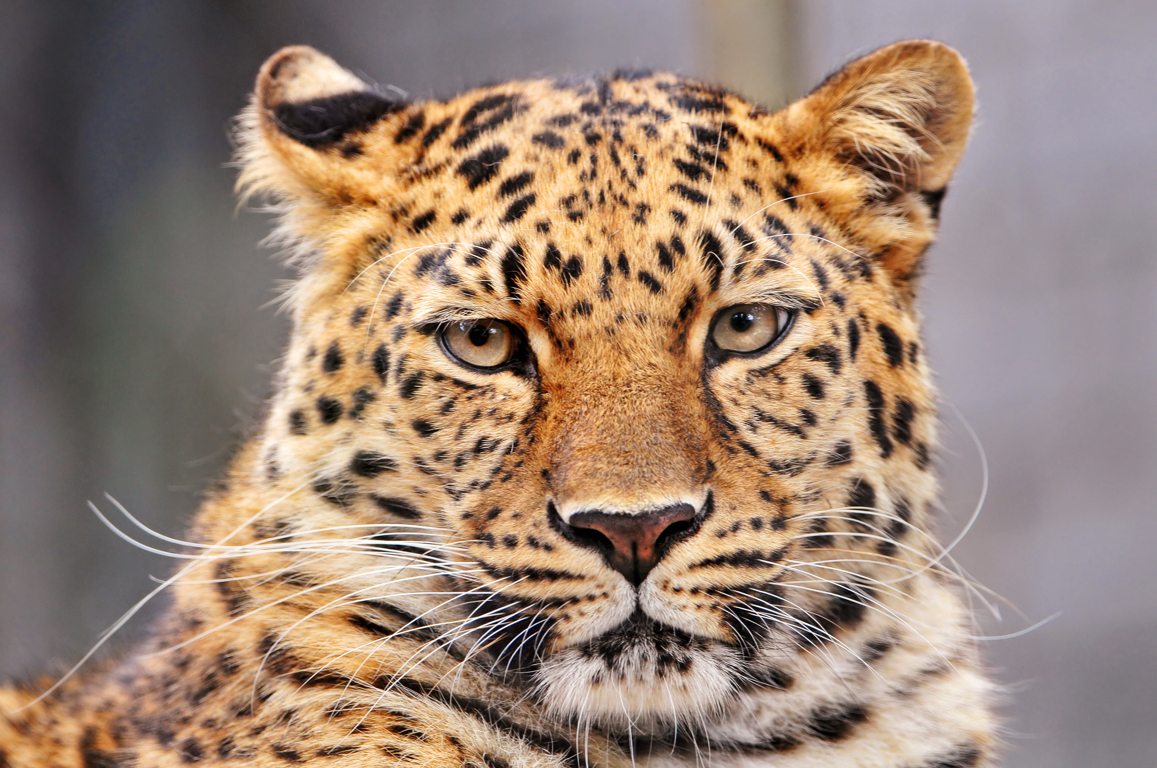 animal wildlife, Leopard, animal, focus on foreground, animals Hunting, africa, feline, large, black, brown, wilderness Area, portrait, animal Head, looking at camera, HD Wallpaper