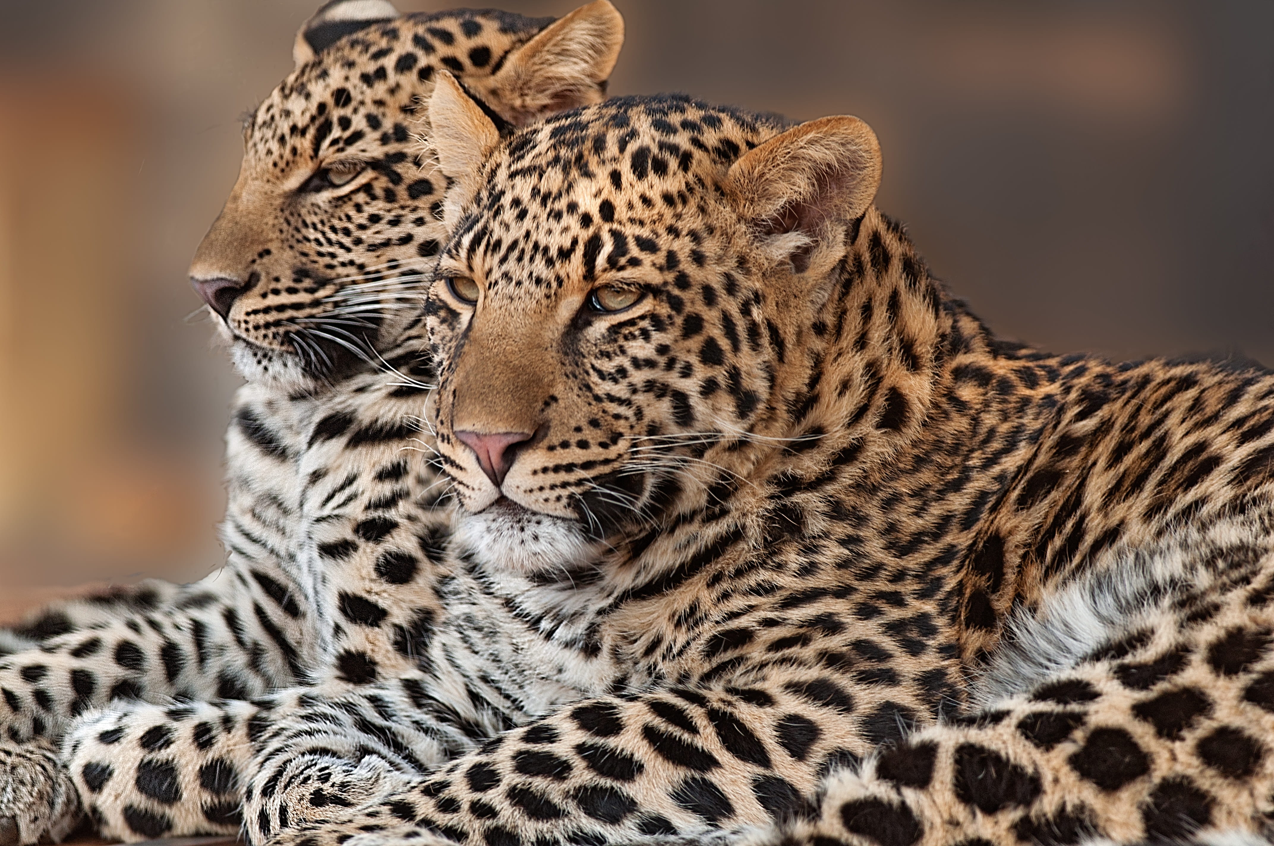 portrait, animal wildlife, one animal, panthera, wild, animals in the wild, cat, animal head, two, animal, animal body part, carnivore, young, 4K, leopard, HD Wallpaper