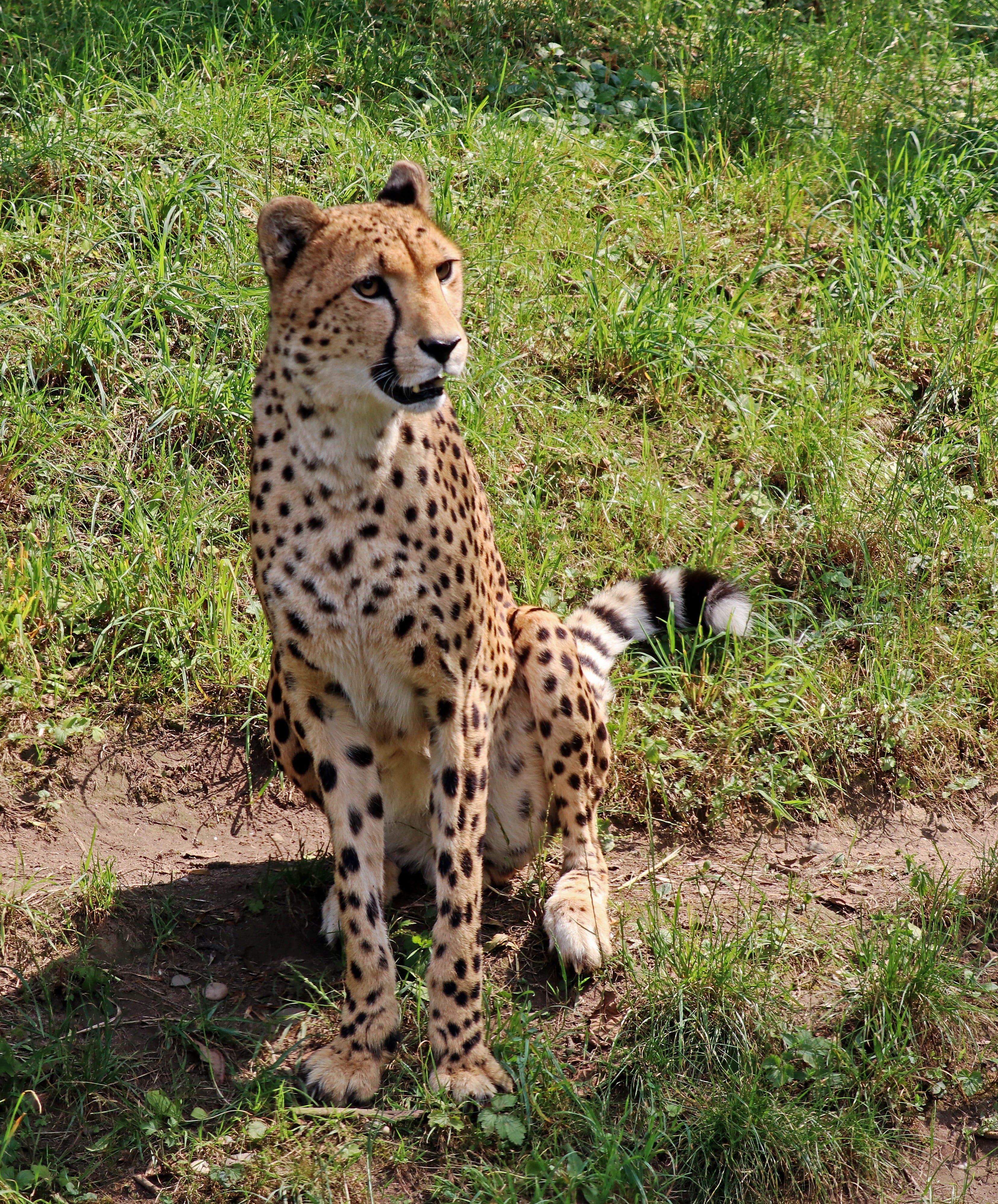 animal, cheetah, feline, safari, animal wildlife, 4K, grass, field, endangered Species, cat, one animal, safari Animals, sitting, day, african Cheetah, Phone HD Wallpaper