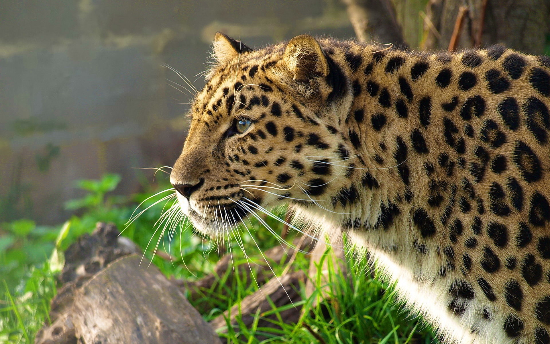 1080P, sneaks, far East, face, grass, profile, leopard, panthera pardus, HD Wallpaper