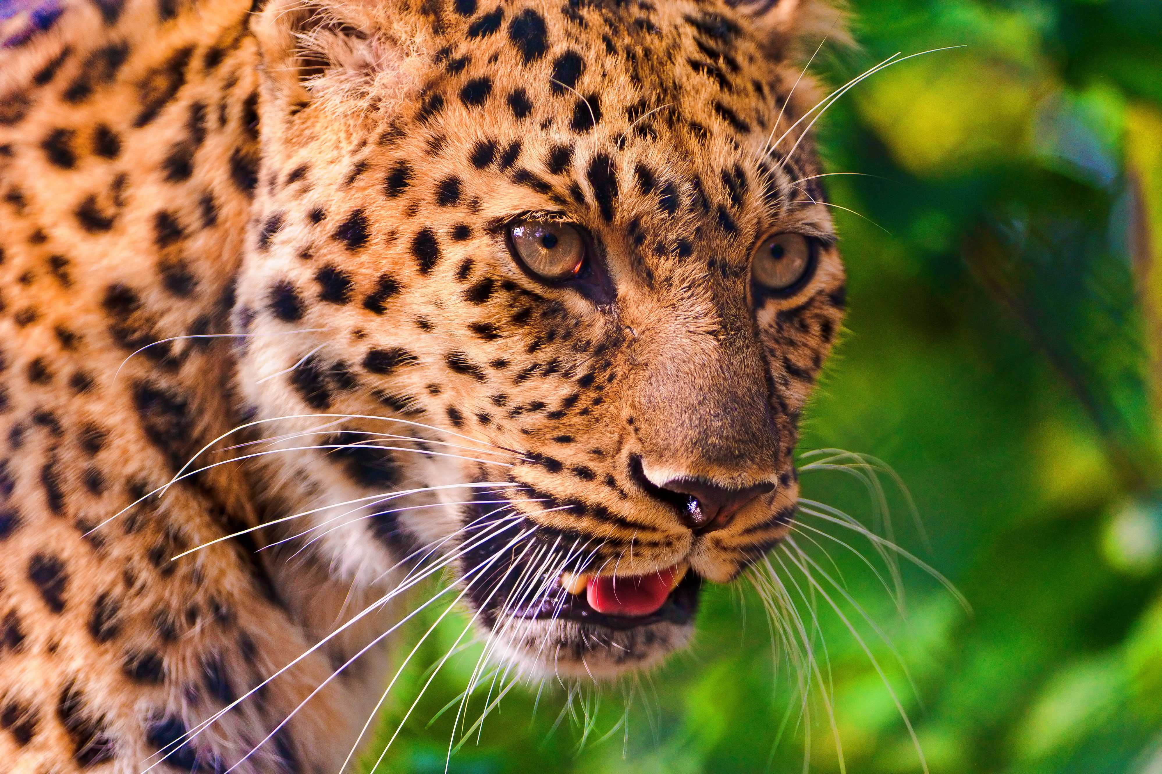 mustache, leopard, panthera pardus, face, look, a large spotted cat, 4K, profile, HD Wallpaper