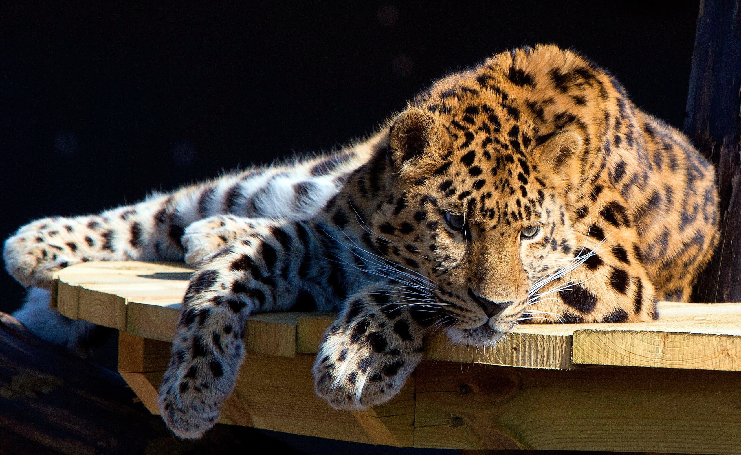 panthera, one animal, no people, Wild, cat, spotted, Animals, animal wildlife, animals in the wild, resting, lying down, wood - material, carnivora, 2K, HD Wallpaper
