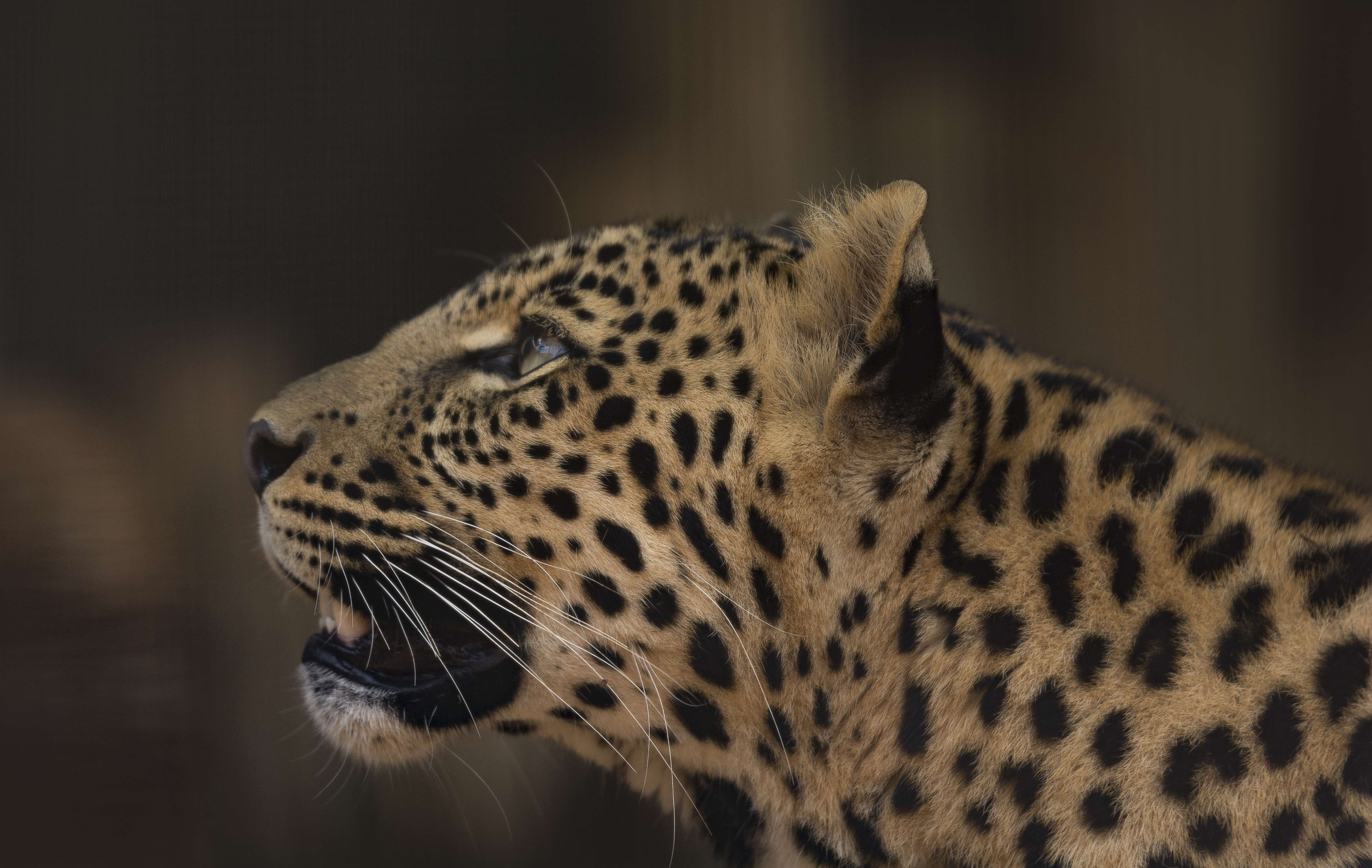 whisker, looking away, brown, looking, one animal, pardus, safari, 5K, cheetah, park, africa, tiger, cub, black, close-up, profile view, outdoors, undomesticated cat, HD Wallpaper
