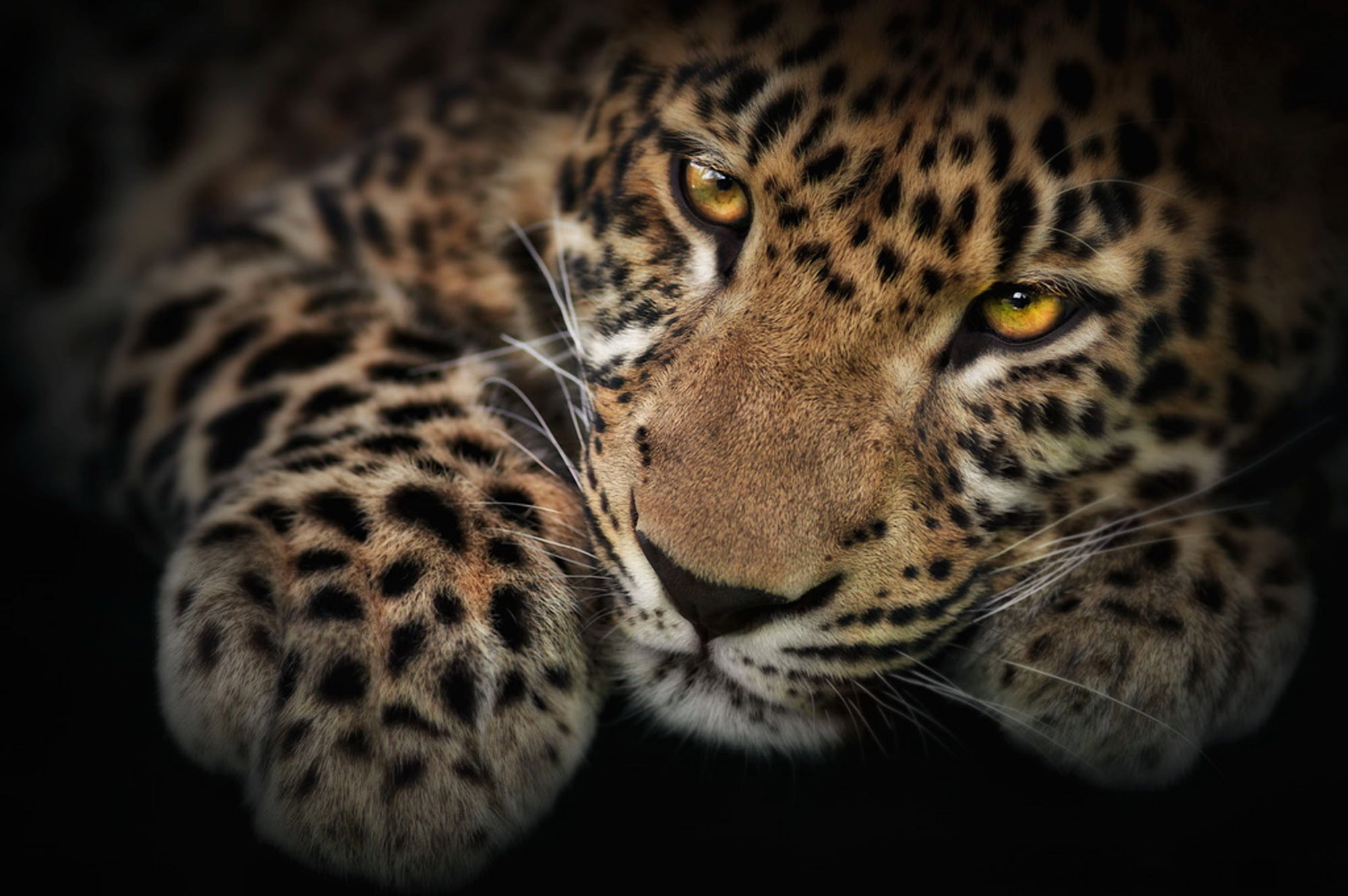 whisker, photoshop, safari Animals, kitty, animal, Leopard, animal themes, large, carnivora, jaguar, endangered Species, majestic, one Animal, animal wildlife, HD Wallpaper