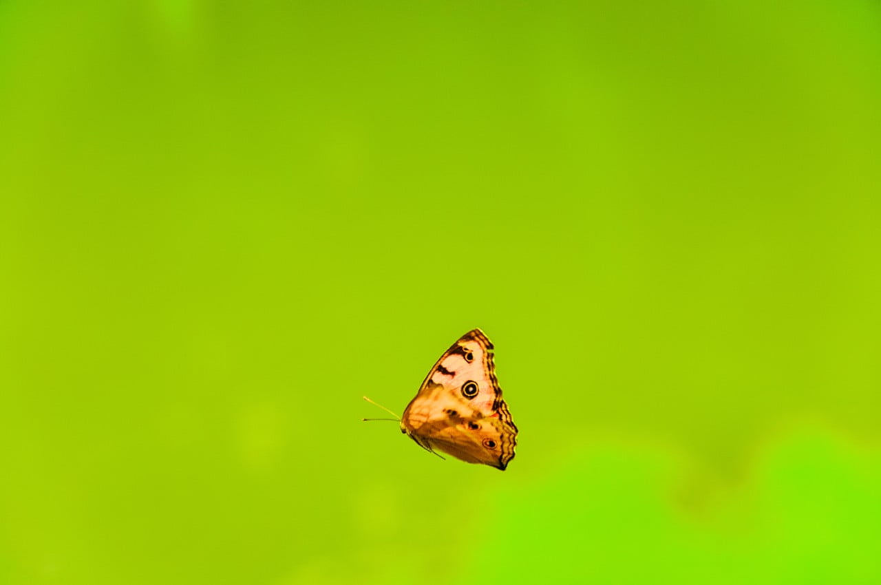 minimalism, no people, colored background, green background, nature, green color, copy space, close-up, invertebrate, pendant, animal, animals in the wild, HD Wallpaper