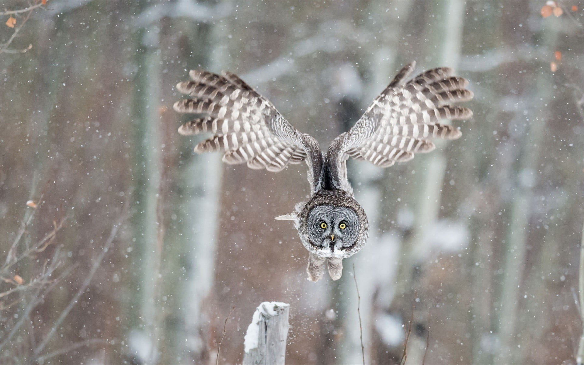 owl, blizzard, focus on foreground, bird of prey, winter, pendants, no people, outdoors, snowing, birds, animal themes, colored, two, cold temperature, HD Wallpaper