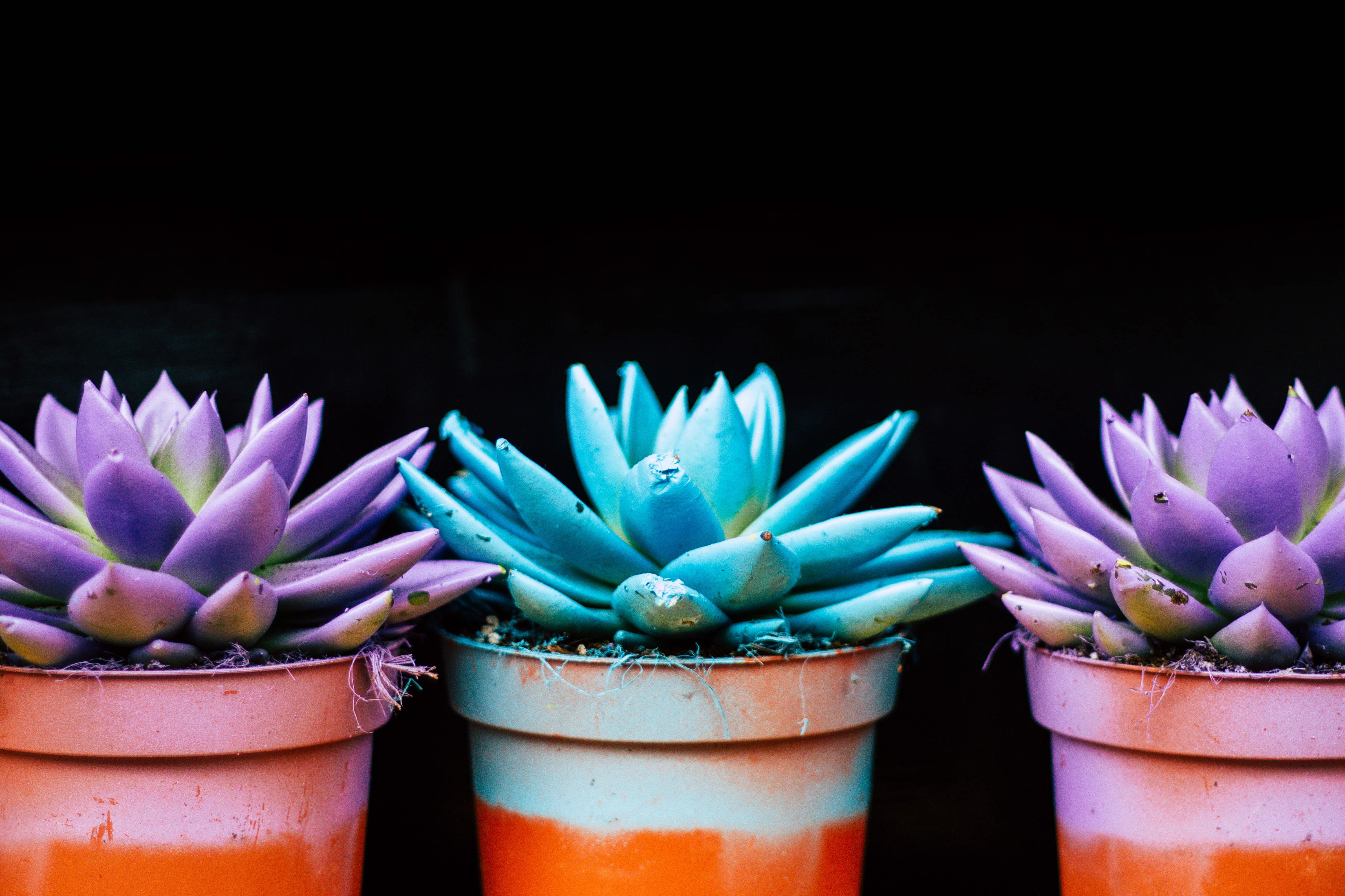 nature, imitation, three, freshness, plant, flowering plant, growth, pot, green color, flower pot, succulent, potted plant, close-up, two, flower, cactus, HD Wallpaper