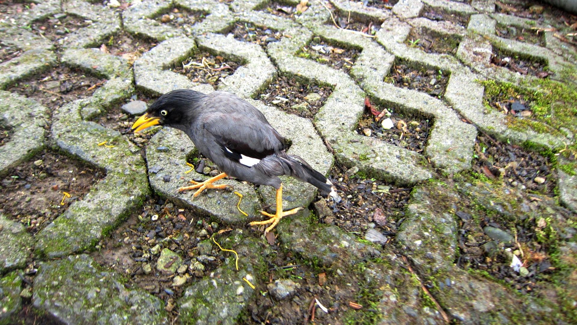 1080P, gray, myna, omnivorous, can-imitate-human-speech, bird, black, daylily, crested, eat, HD Wallpaper