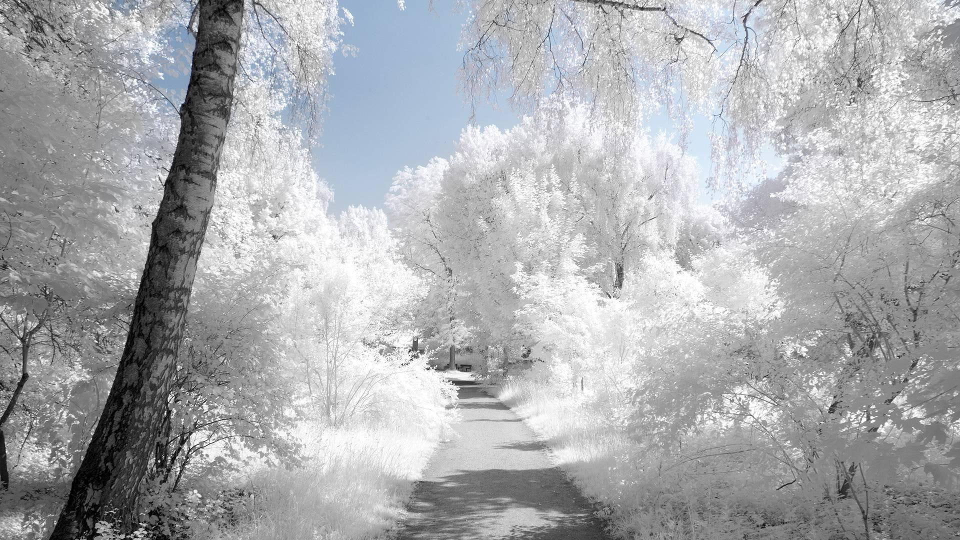 white, snow, path, nature and landscapes, cold, blue, nature, imitation, winter, 1080P, HD Wallpaper