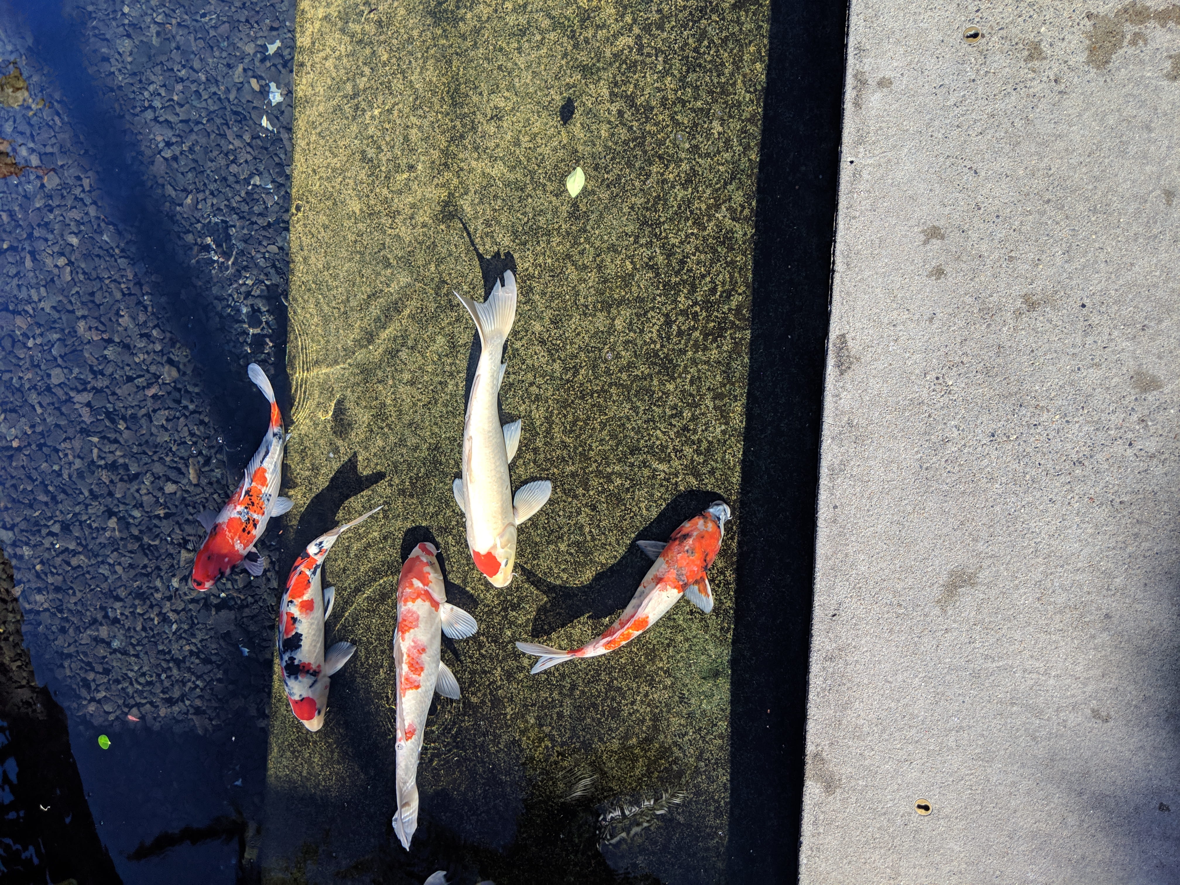 high angle view, Wetlands, lake, group of animals, Zen, day, vertebrate, 4K, carp, swimming, newport beach, Peace, koi carp, animals in the wild, animal wildlife, HD Wallpaper