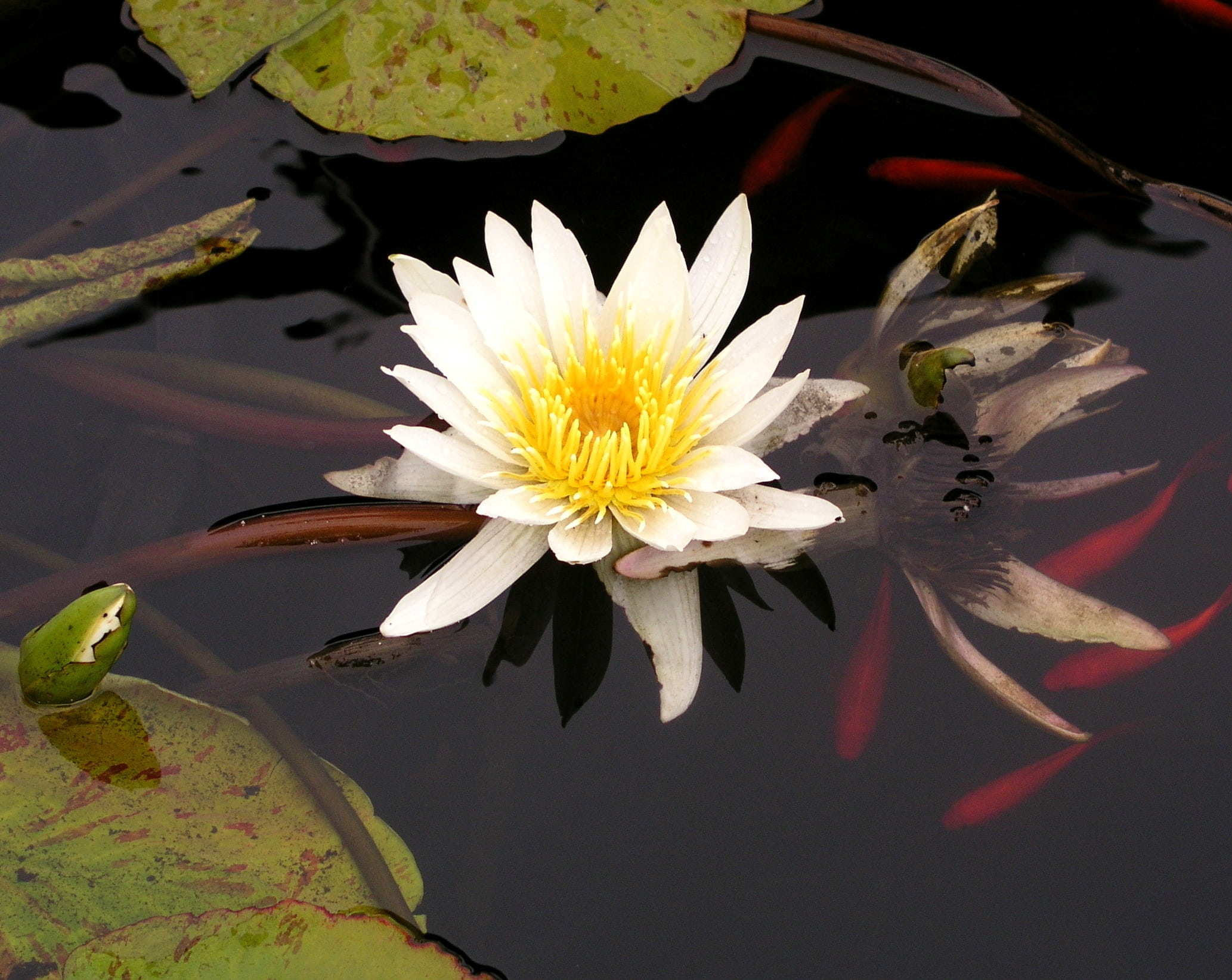 beauty in nature, fish, meditation, vulnerability, tranquility, 1080P, tranquil, leaf, natural, calm, lake, botany, reflection, blossom, white, petal, HD Wallpaper