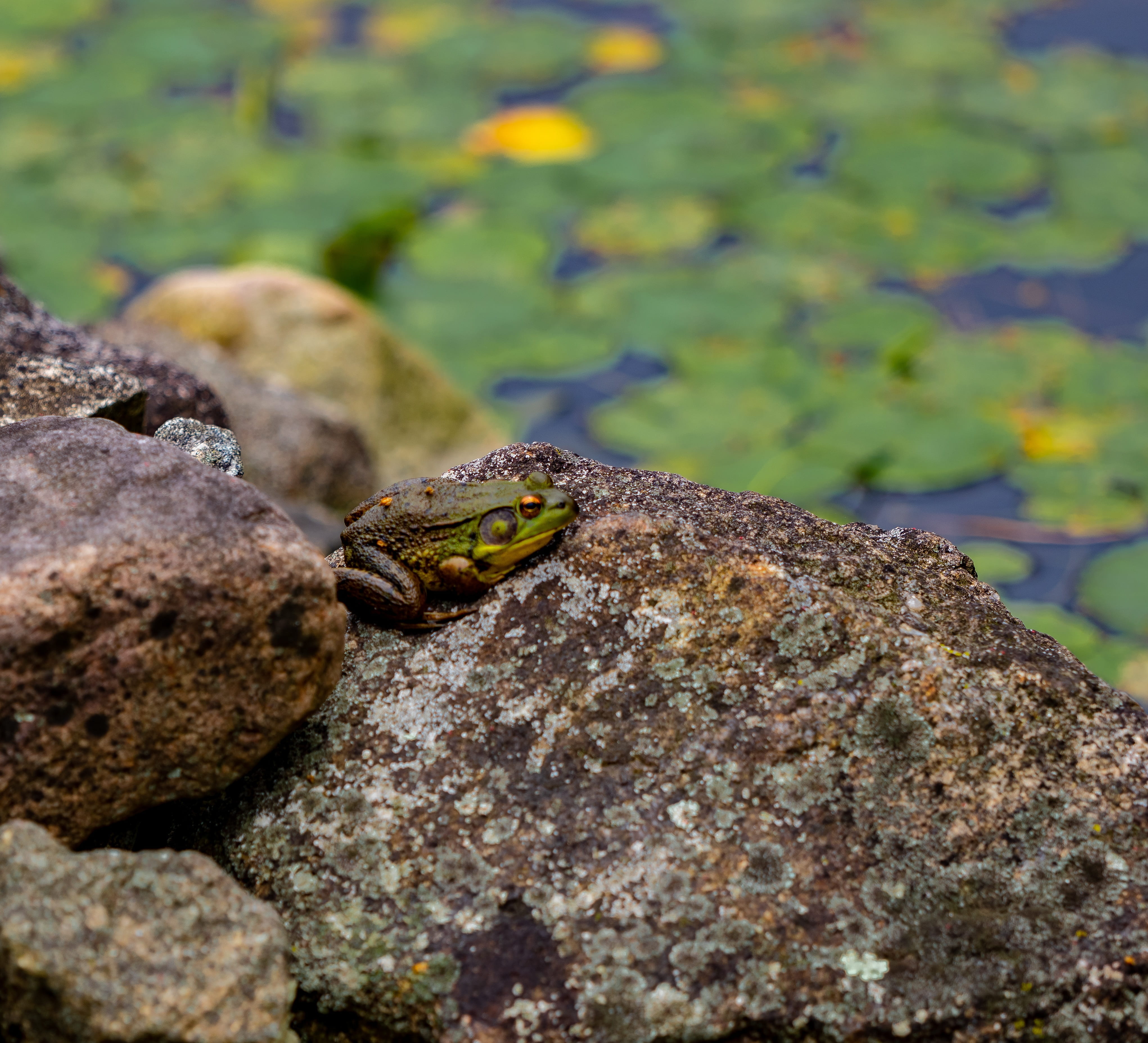 plant, frog, focus on foreground, rock, day, outdoors, water, rocks, close-up, fish, rock - object, invertebrate, one animal, marine, zen, no people, relaxation, HD Wallpaper