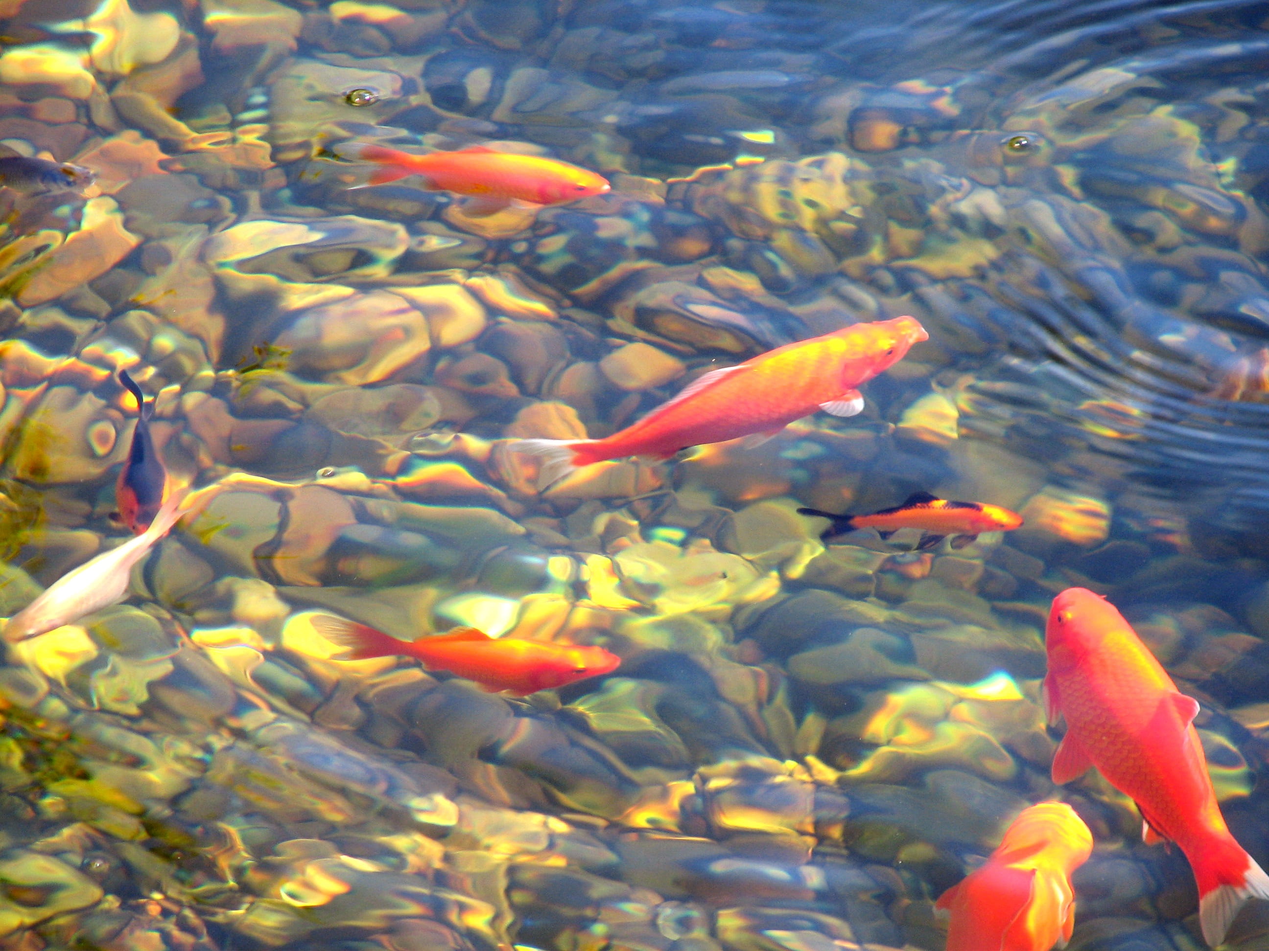 landscaping, oriental, calm, summer, group of animals, swim, koi carp, body of water, fish, large group of animals, sea, outdoors, relaxation, nature, orange, HD Wallpaper