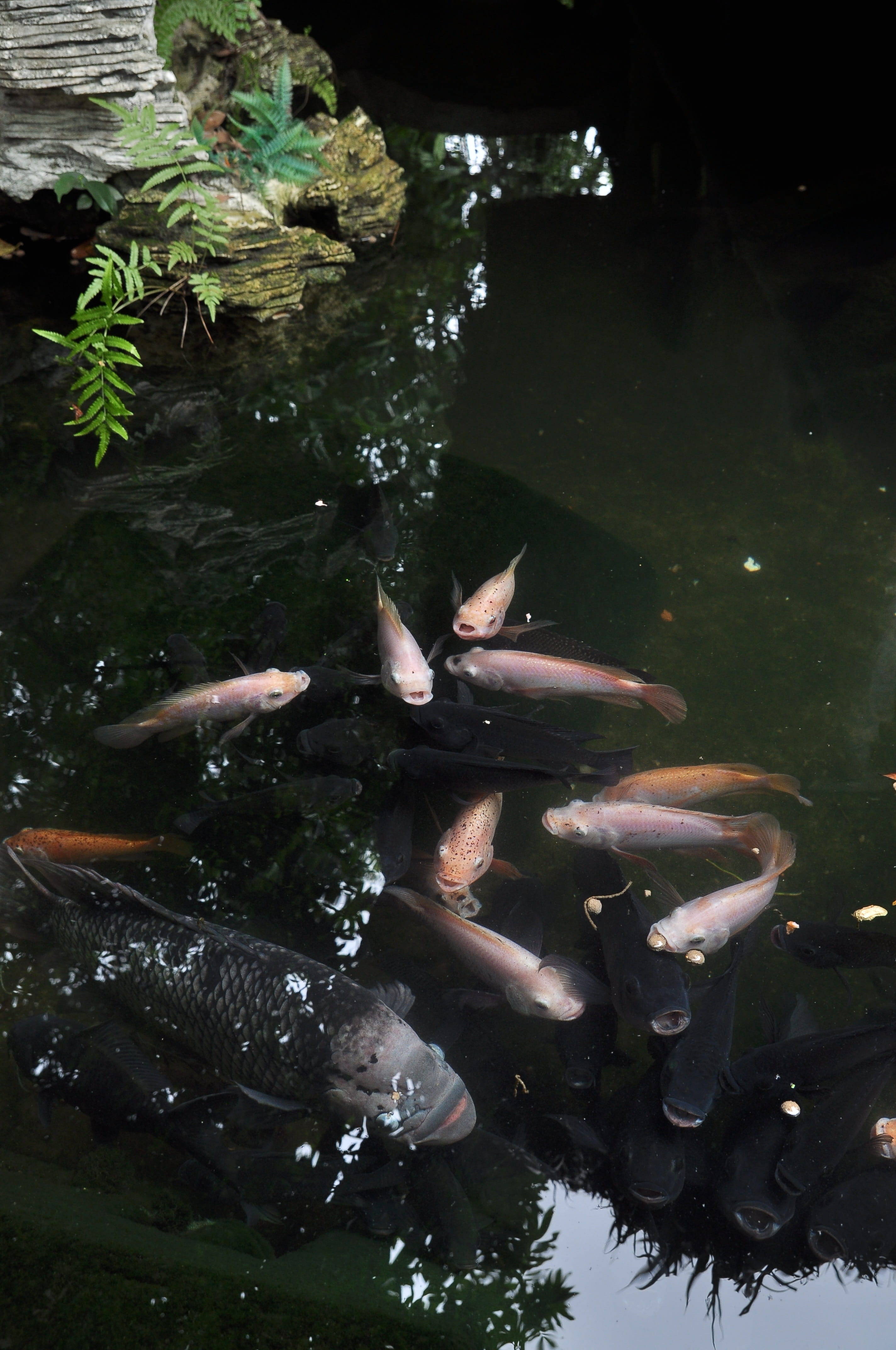 culture, lian, architecture, serene, lin, yard, park, carp, traditional, nan, gold, travel, ornamental, peaceful, asian, outdoors, marine, wooden, koi carp, Phone HD Wallpaper