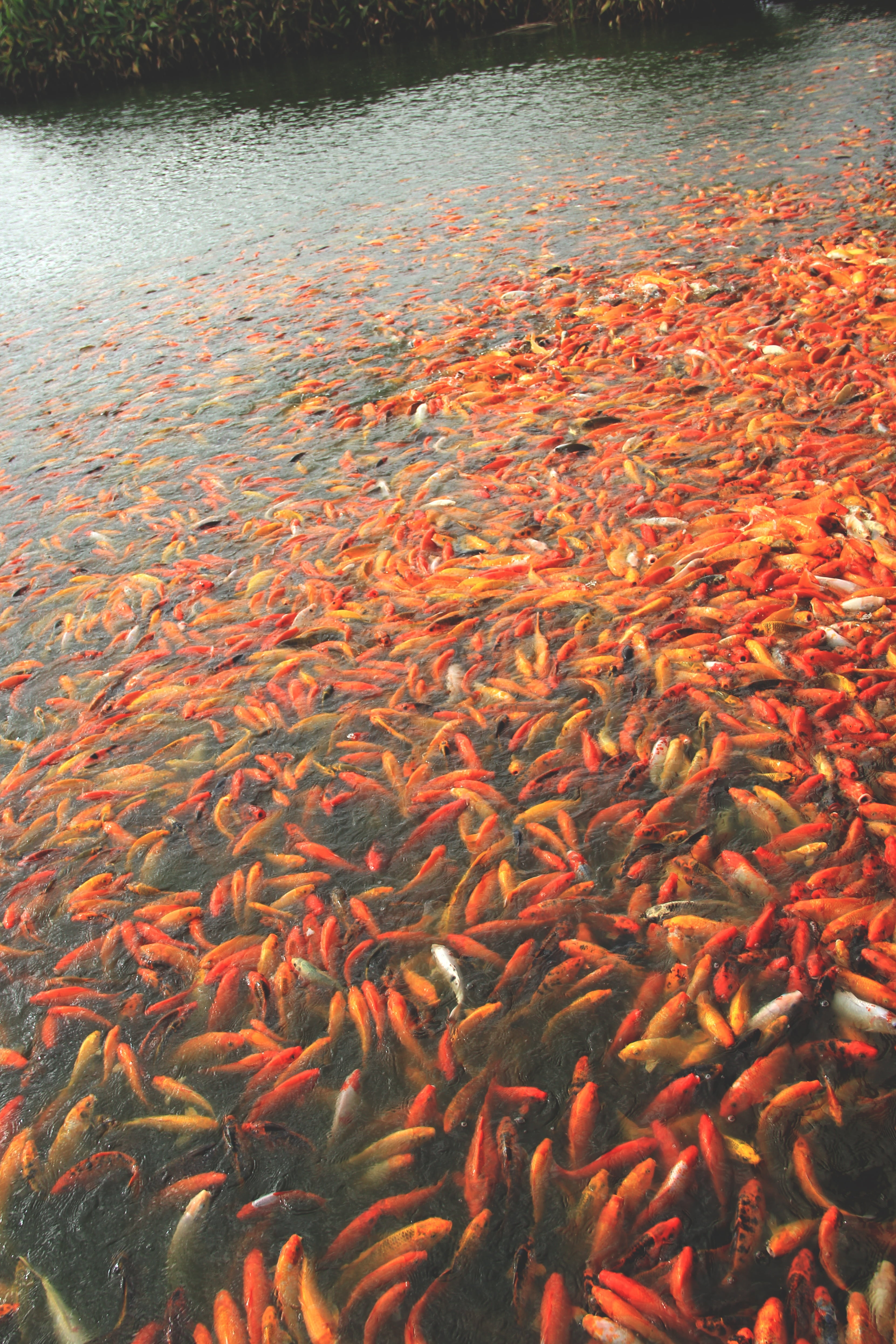 asian, 4K, group of animals, koi fish, luck, red, beautiful, carp, water, chinese, japanese, pond, animal wildlife, colorful, underwater, lake, fortune, Phone HD Wallpaper