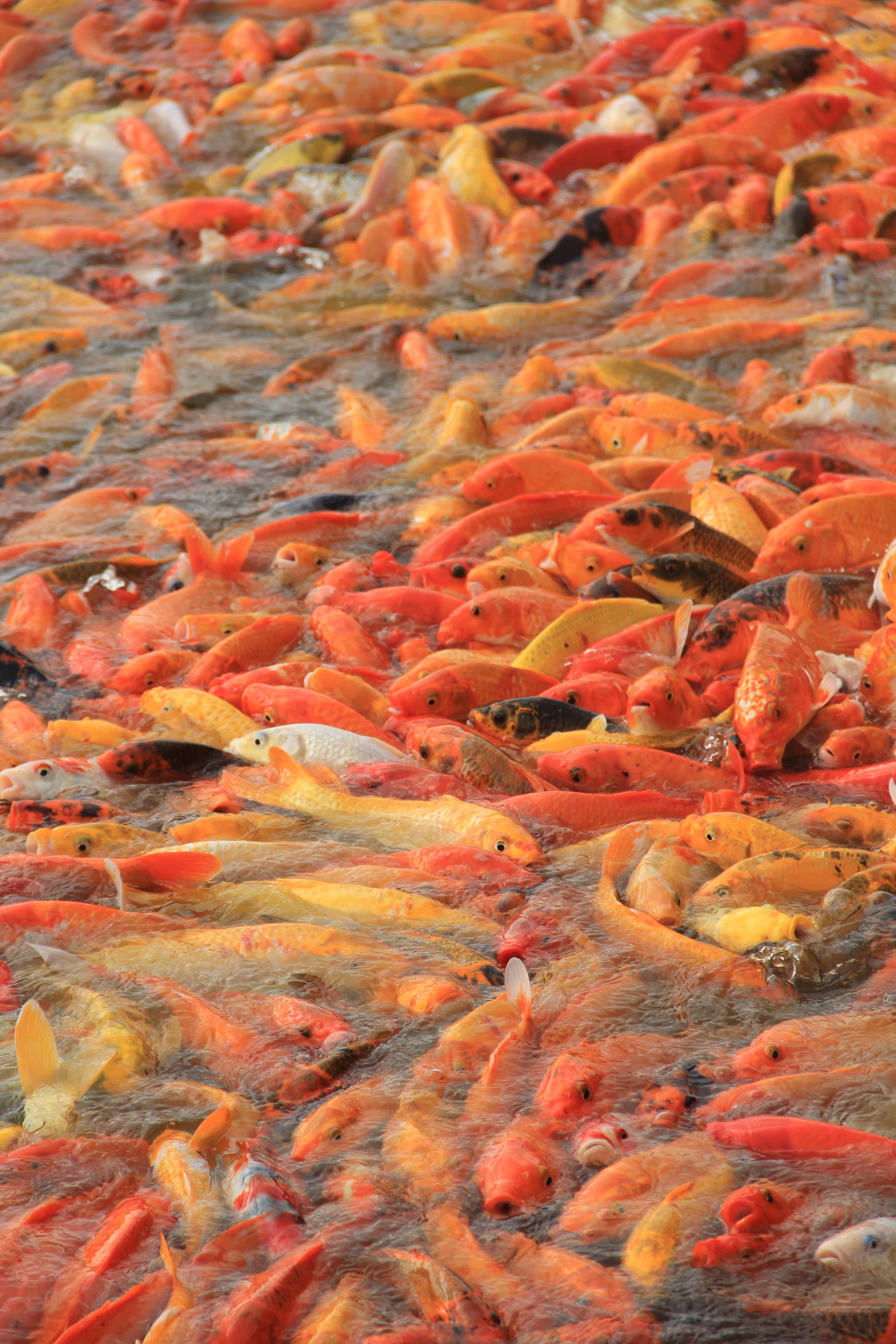 swim, animal, underwater, full frame, animal themes, orange color, fortune, fish, school of fish, beautiful, high angle view, carp, japanese, aquatic, luck, Phone HD Wallpaper