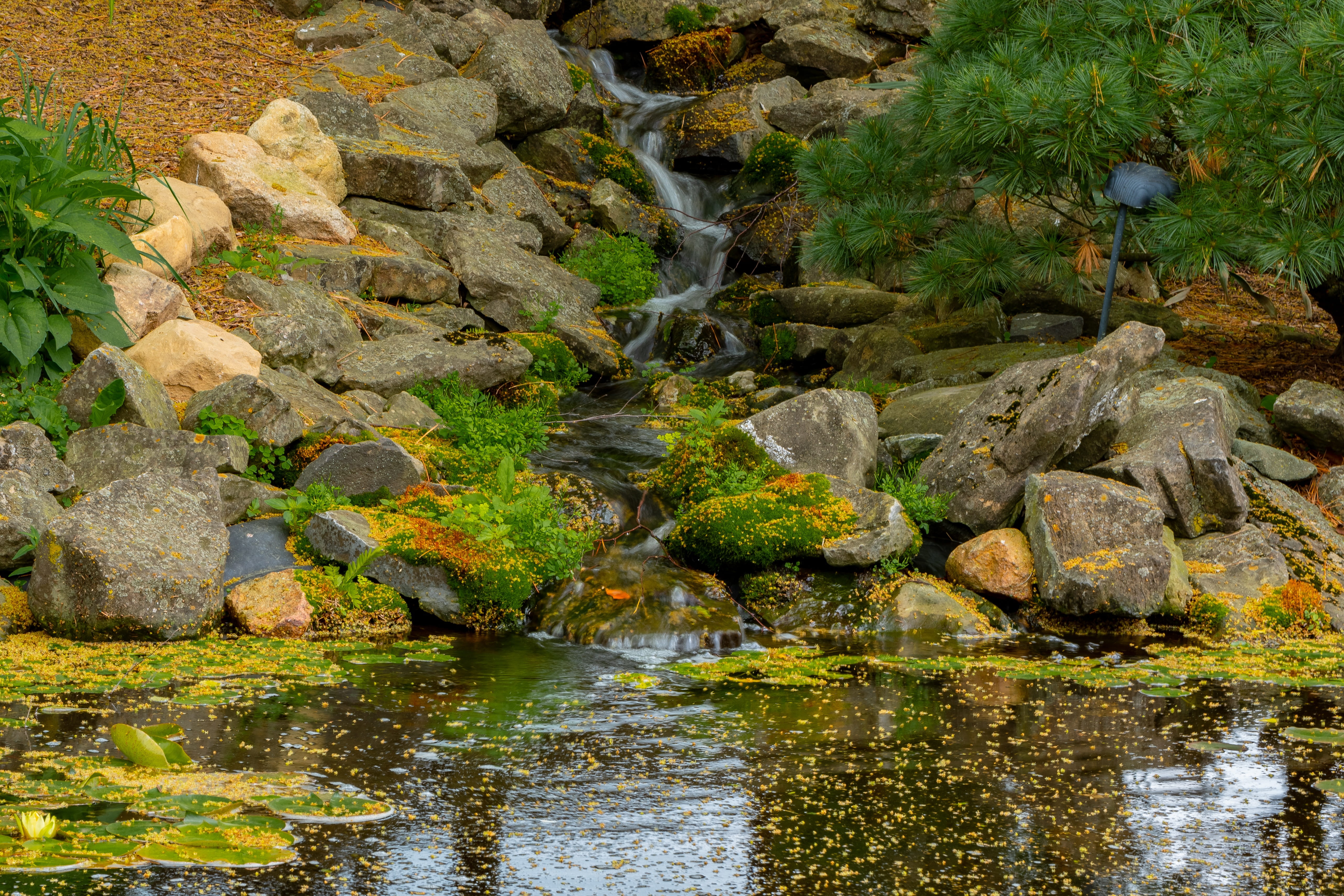 koi, forest, green, pond, rocks, tranquil, fish, beauty in nature, plant, river, scenics - nature, stream - flowing water, shallow, carp, water, flowing, HD Wallpaper