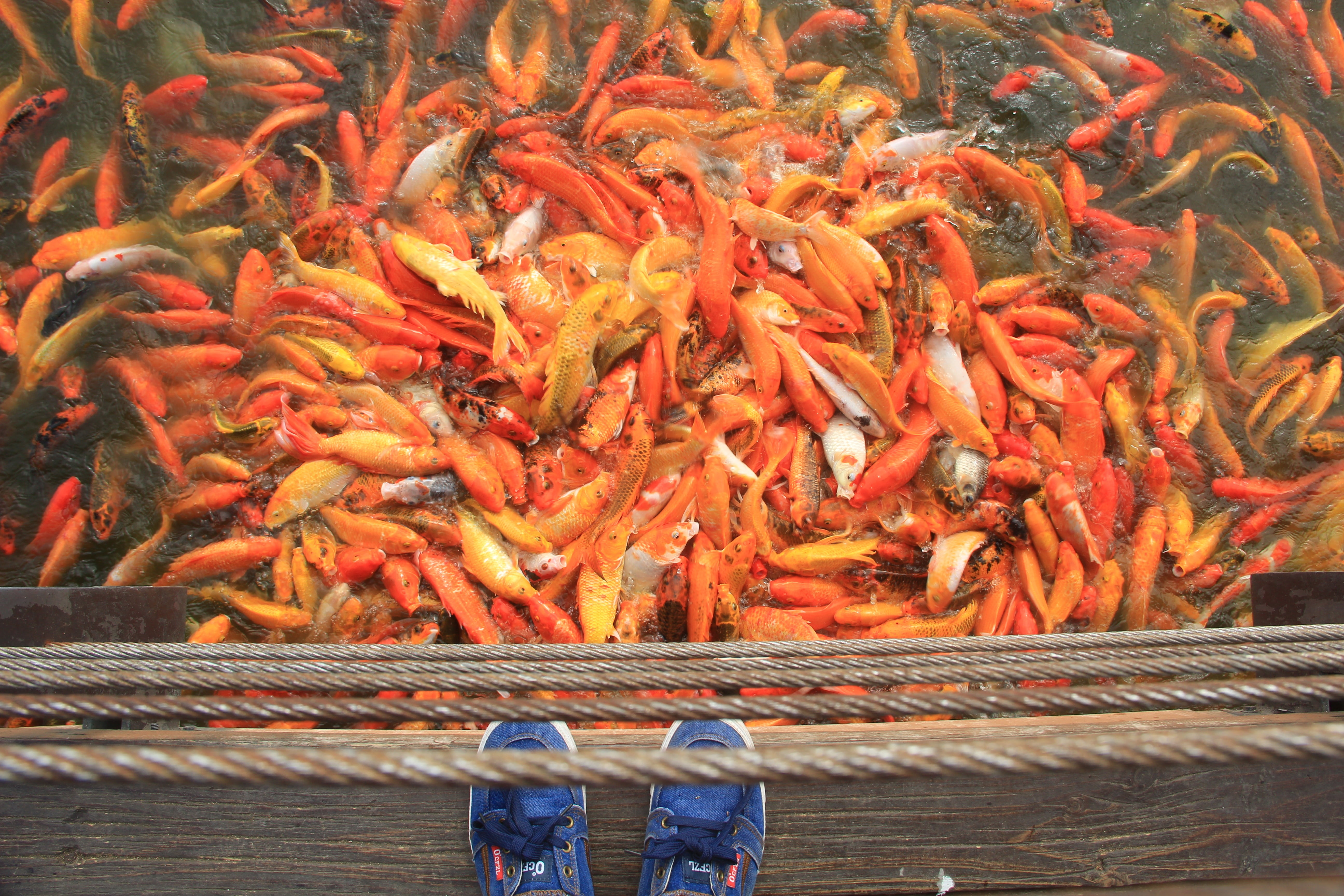 red, oriental, ornamental, fortune, swim, vertebrate, zen, 5K, relaxation, pond, group of animals, luck, high angle view, animal, carp, gold, food, yellow, HD Wallpaper