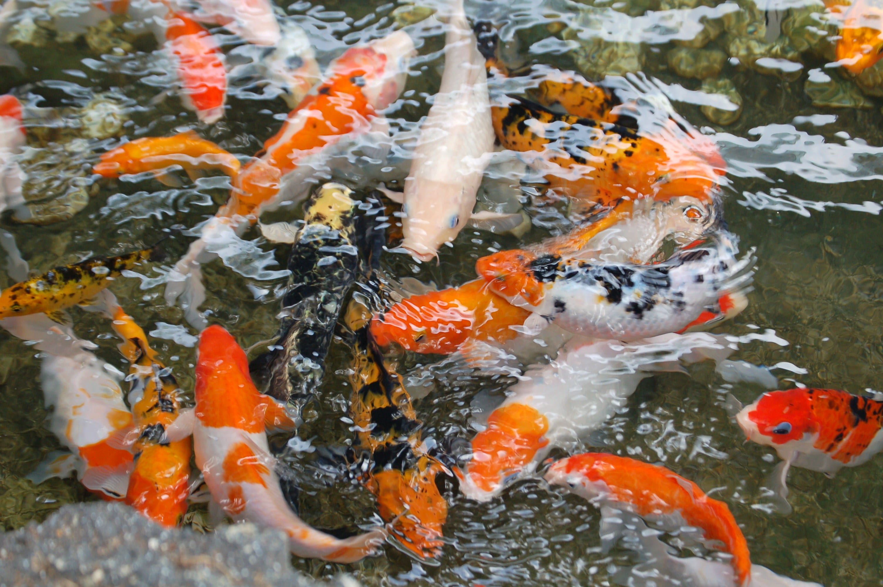 underwater, 2K, pond, orange, marine, school of fish, koi fish, coy, koi, grey, animal wildlife, ripple, lake, tasty, animal themes, animal, japan, school, HD Wallpaper