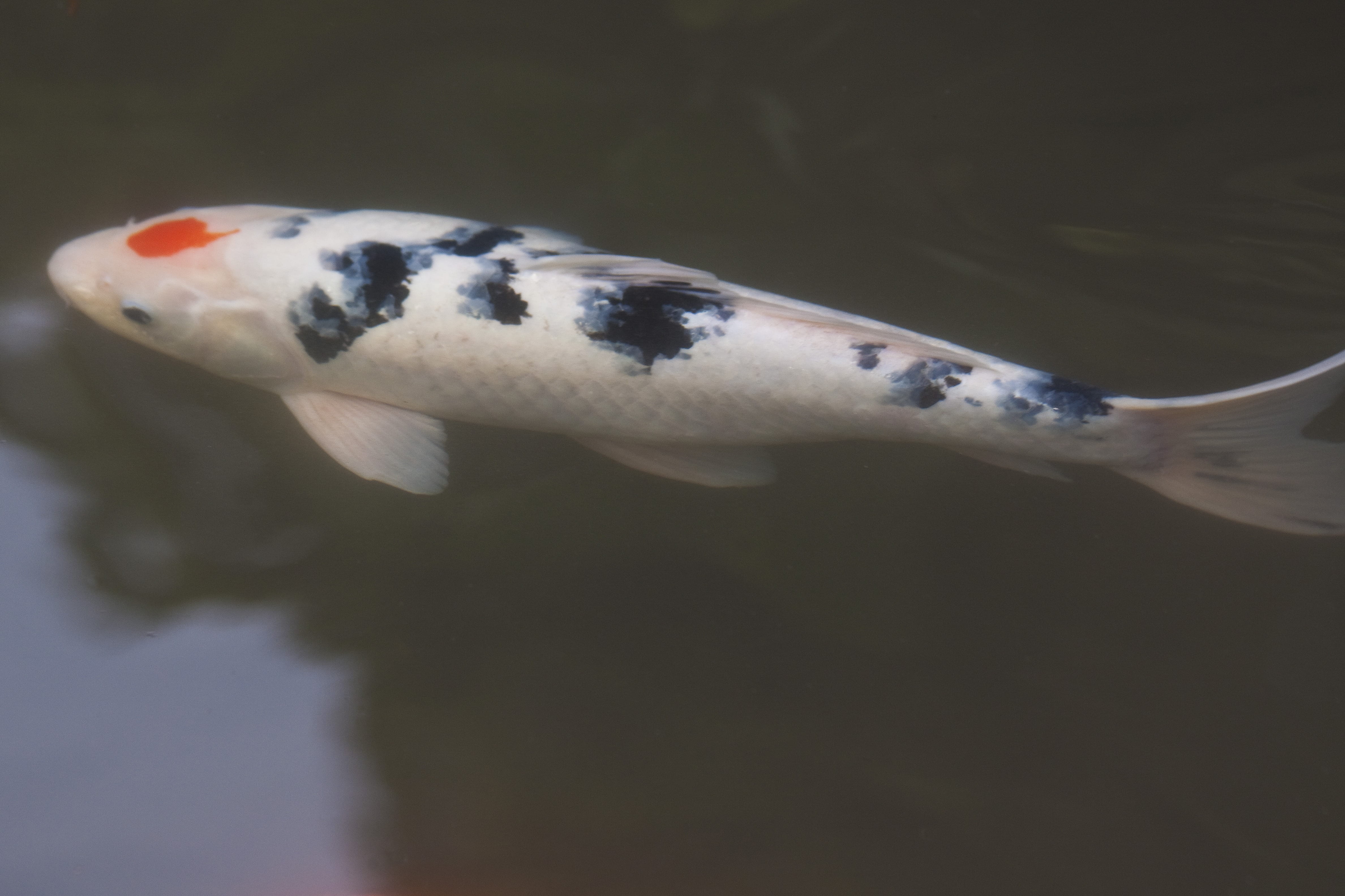 indoors, wealth, pond, one animal, profile view, saltwater fish, china, Koi fish, sea, close-up, animal, brocade carp, fish, focus on foreground, swimming, HD Wallpaper