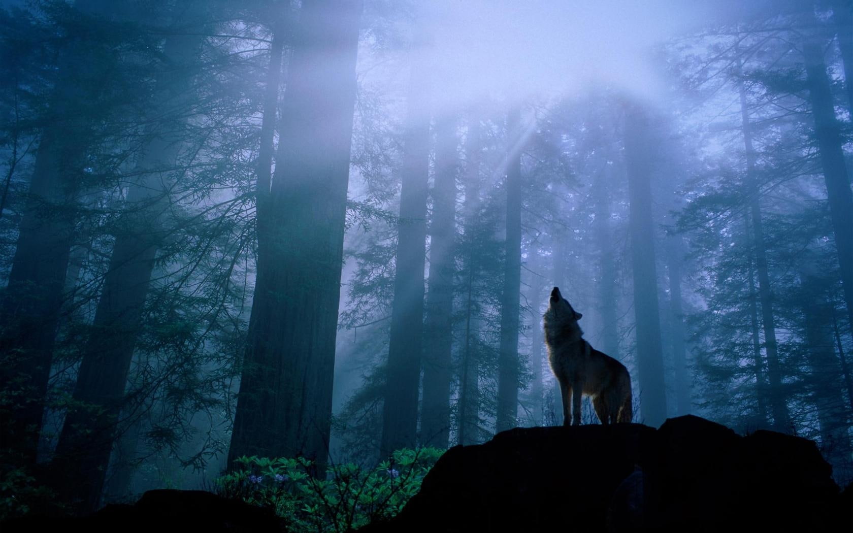 forests, nature, howling wolf, wolves, wolf, forest, 720P, art, howling, hd, x, HD Wallpaper