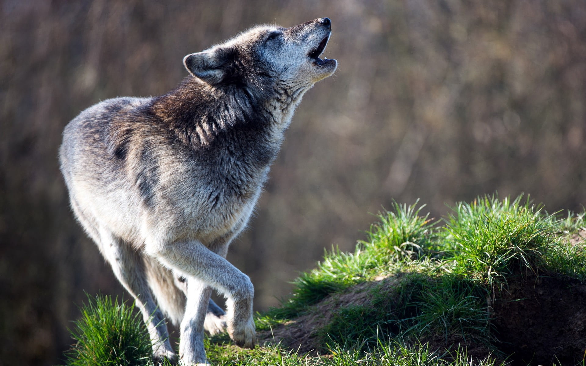 forest, mammal, looking away, animals Hunting, plant, wildlife, outdoors, side view, dog, animal wildlife, standing, pawed Mammal, one Animal, natural Beauty, HD Wallpaper