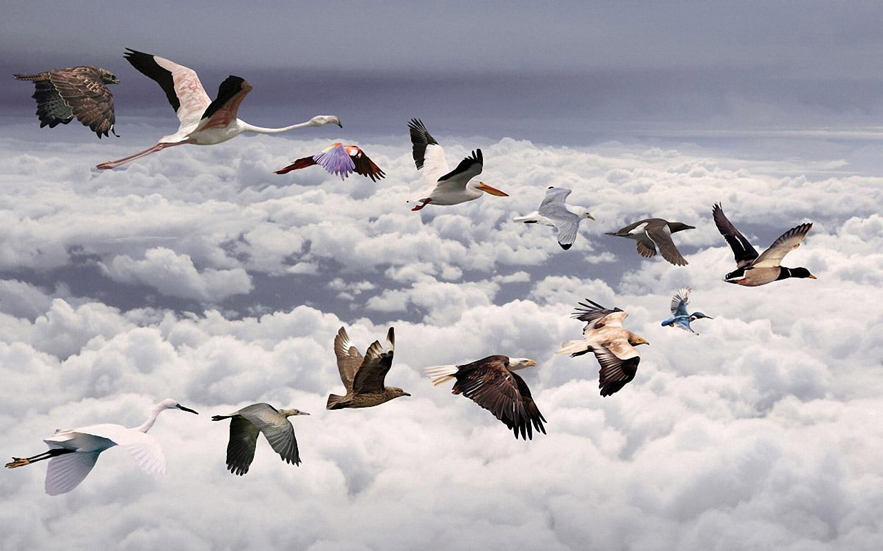 widescreen, assorted, 720P, birds, all, flying, creative and graphics, hd, image, creative, v, formation, graphics, HD Wallpaper