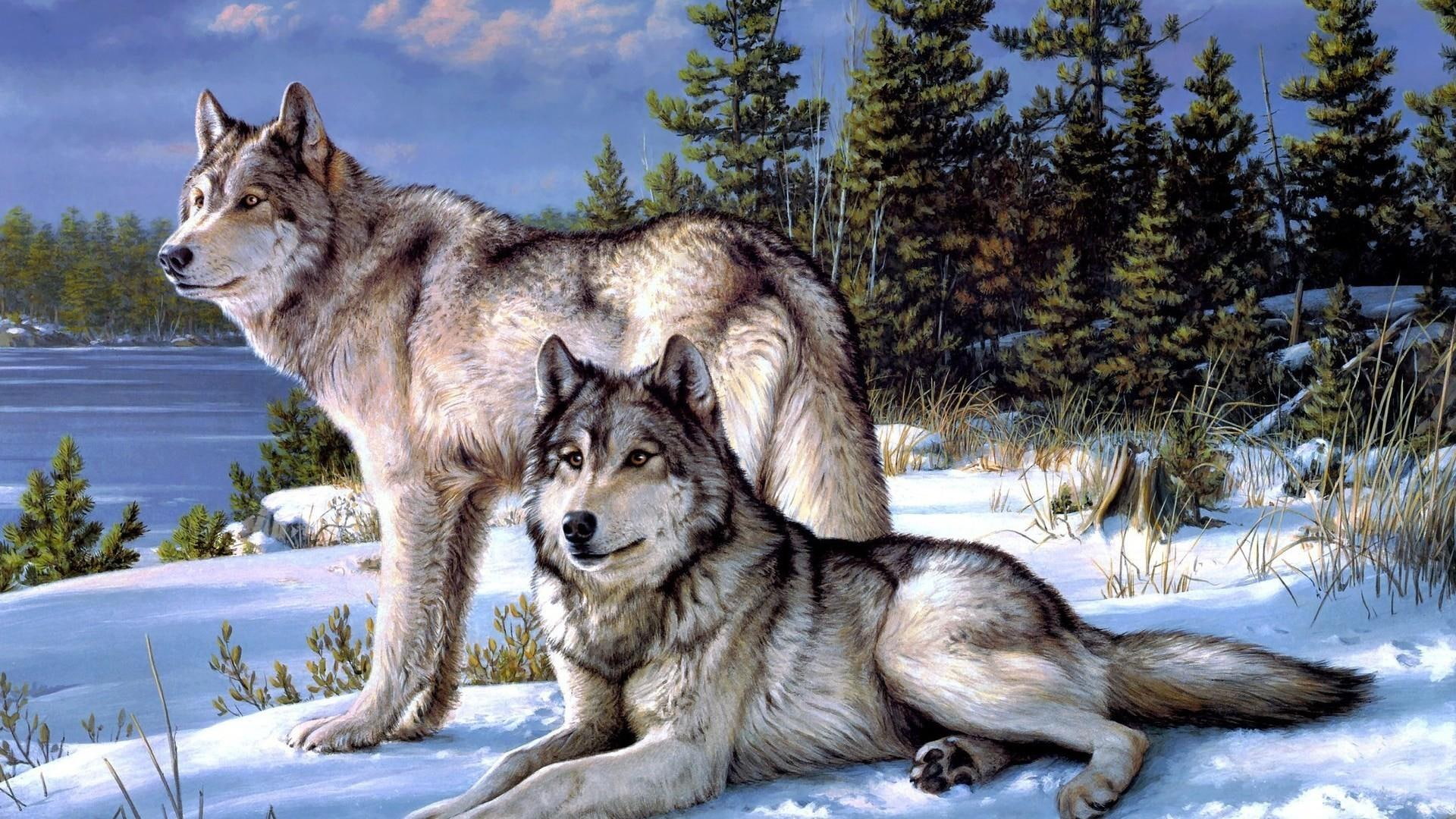 snow, pine tree, wolfs, 1080P, winter, trees, animals, HD Wallpaper