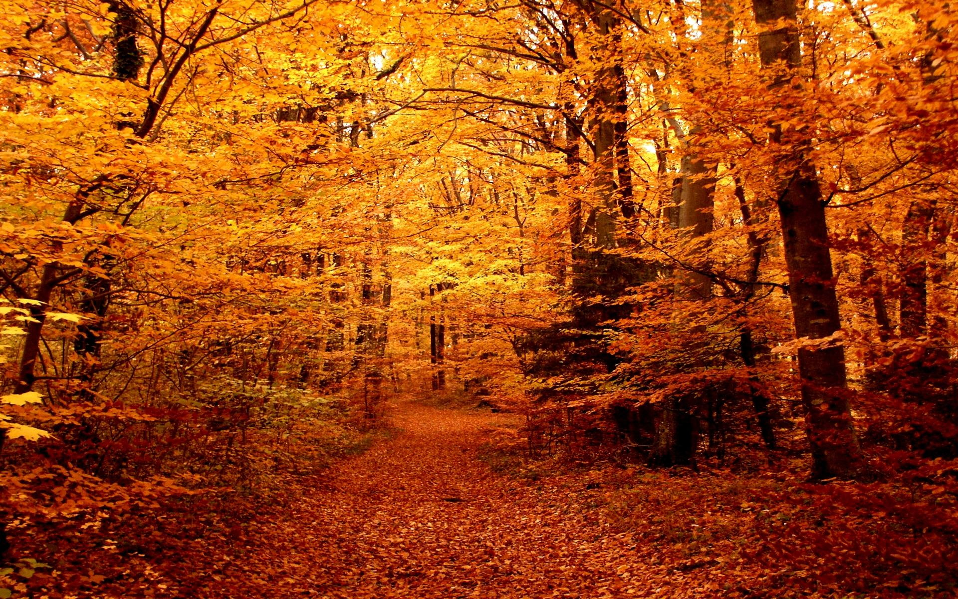 autumn, 1080P, leaf, 3d and abstract, colors, forest, trees, orange, path, HD Wallpaper
