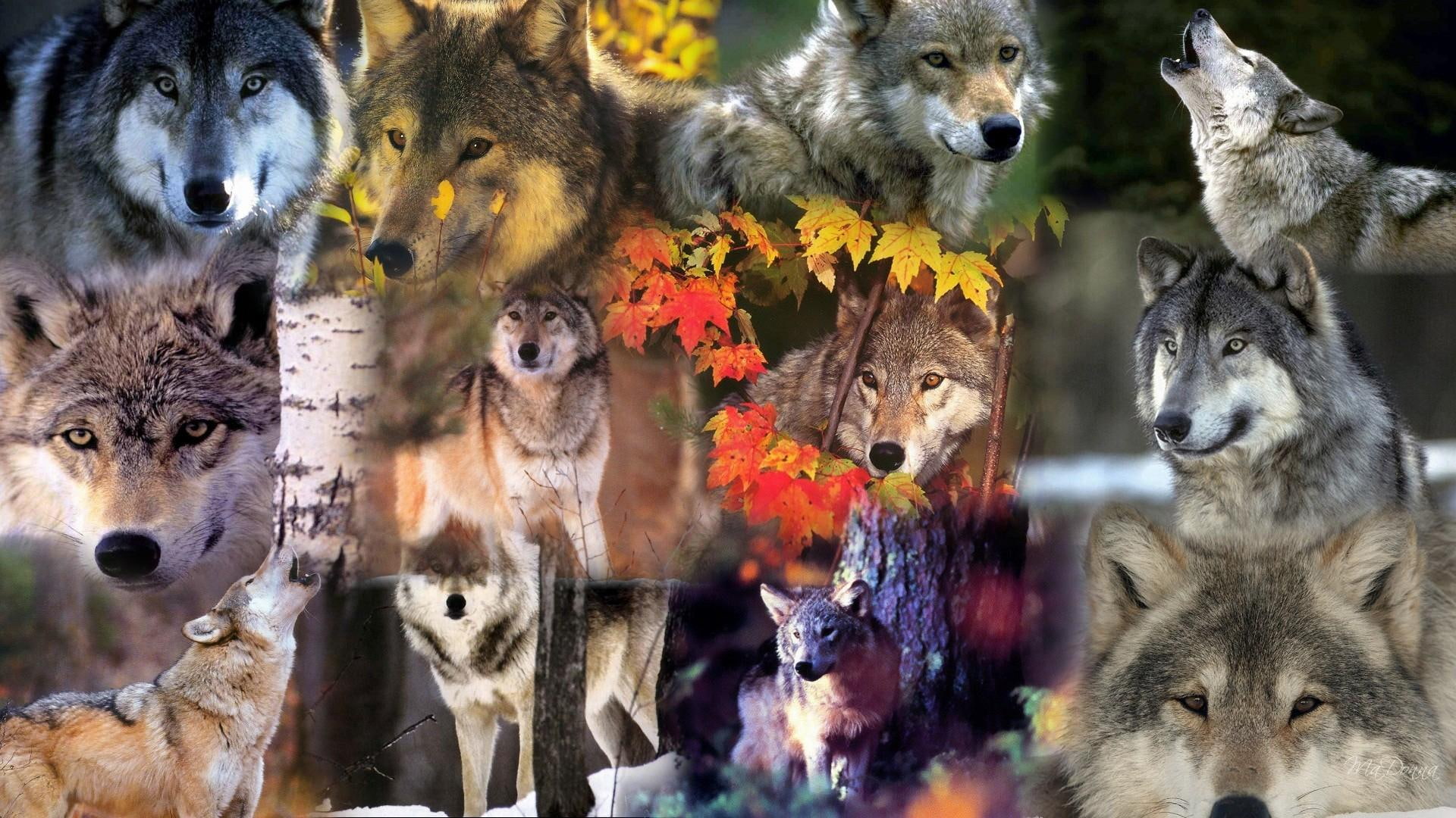 wolf, wild, 1080P, howl, forest, collage, firefox persona, howling, wolves, haunting, animals, HD Wallpaper