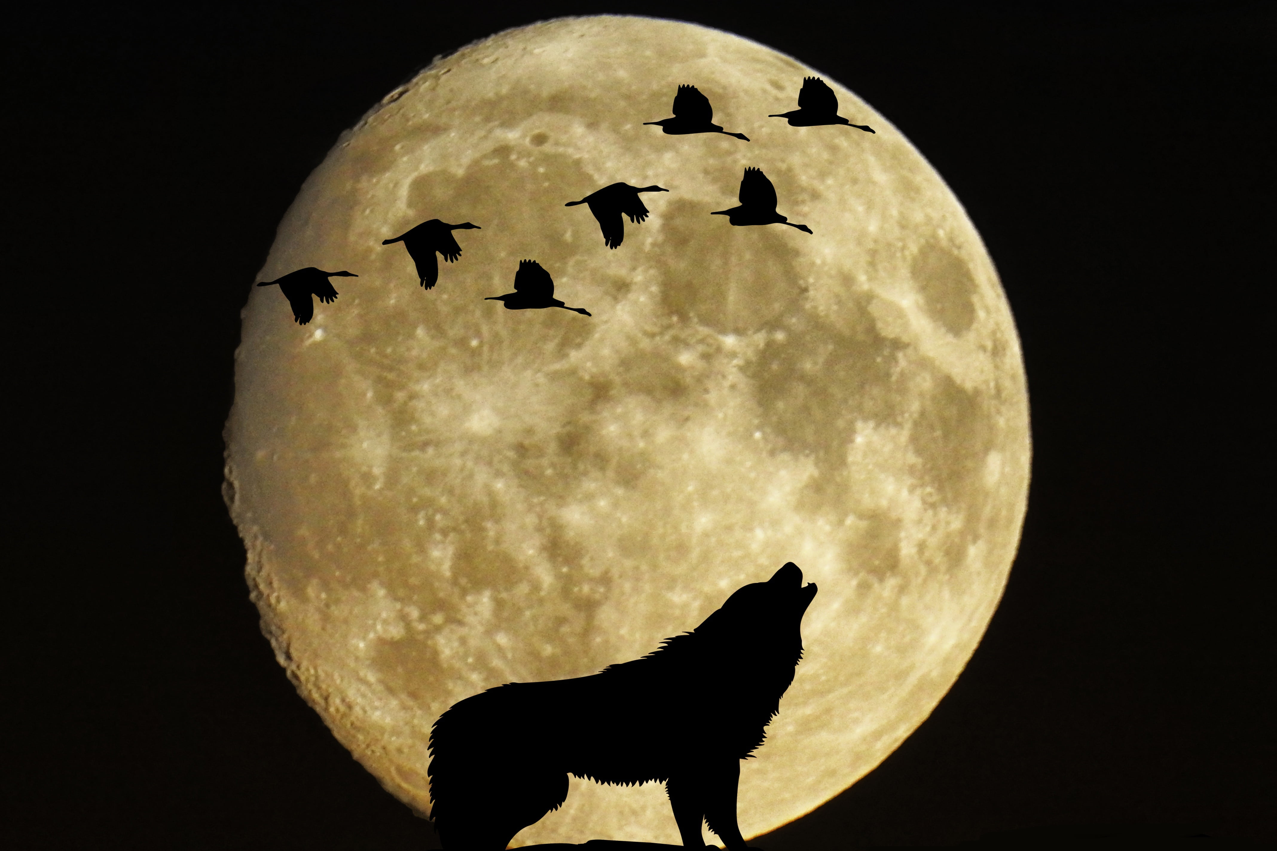 vertebrate, night, animal, domestic animals, birds, nature, moonlight, astronomy, animals in the wild, silhouette, black background, painting, moon, mammal, HD Wallpaper