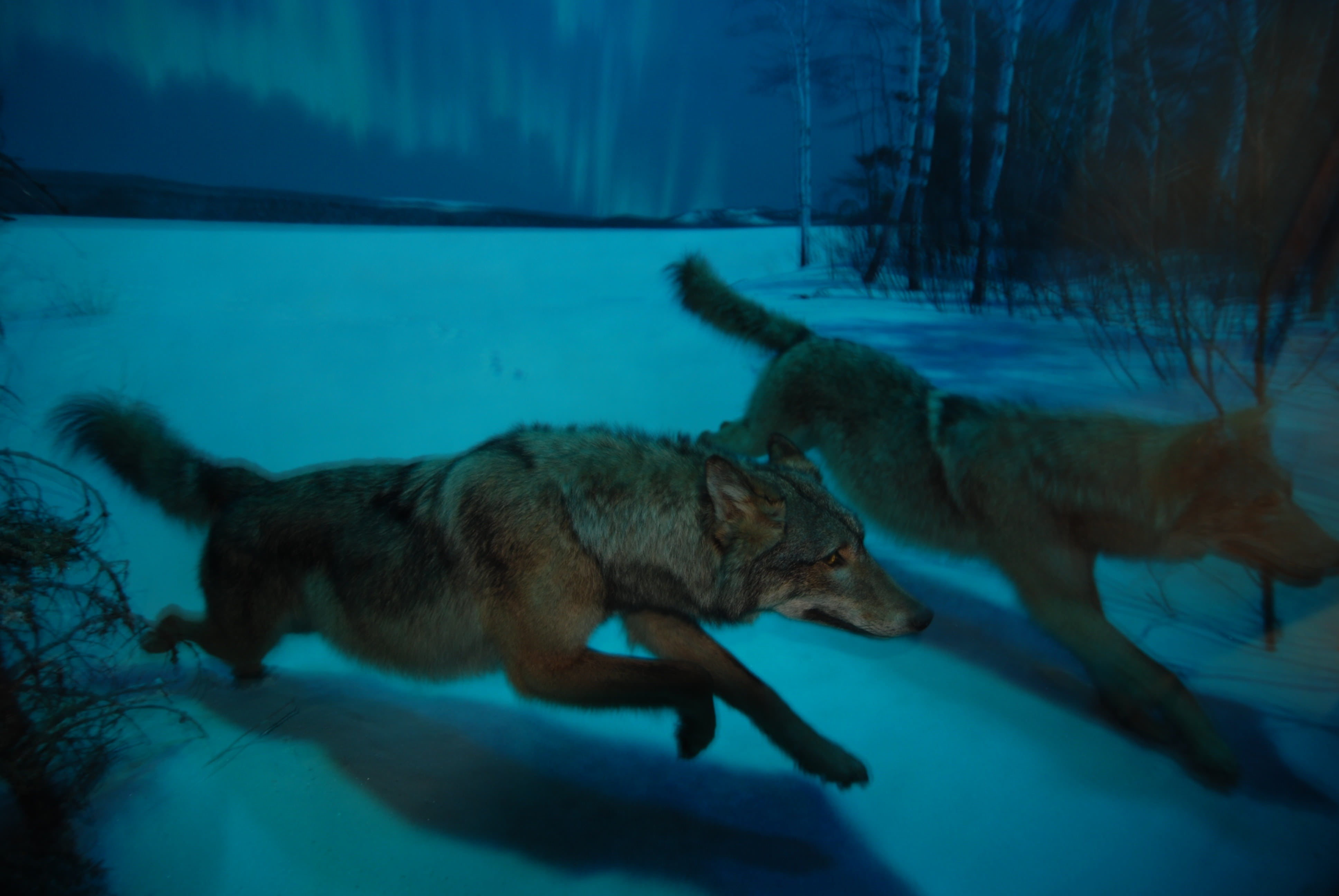 moon, dog, cold temperature, painting, animal, winter, snow, man-eater, animal themes, night, mammal, relaxation, vertebrate, predator, wildlife, animal wildlife, HD Wallpaper