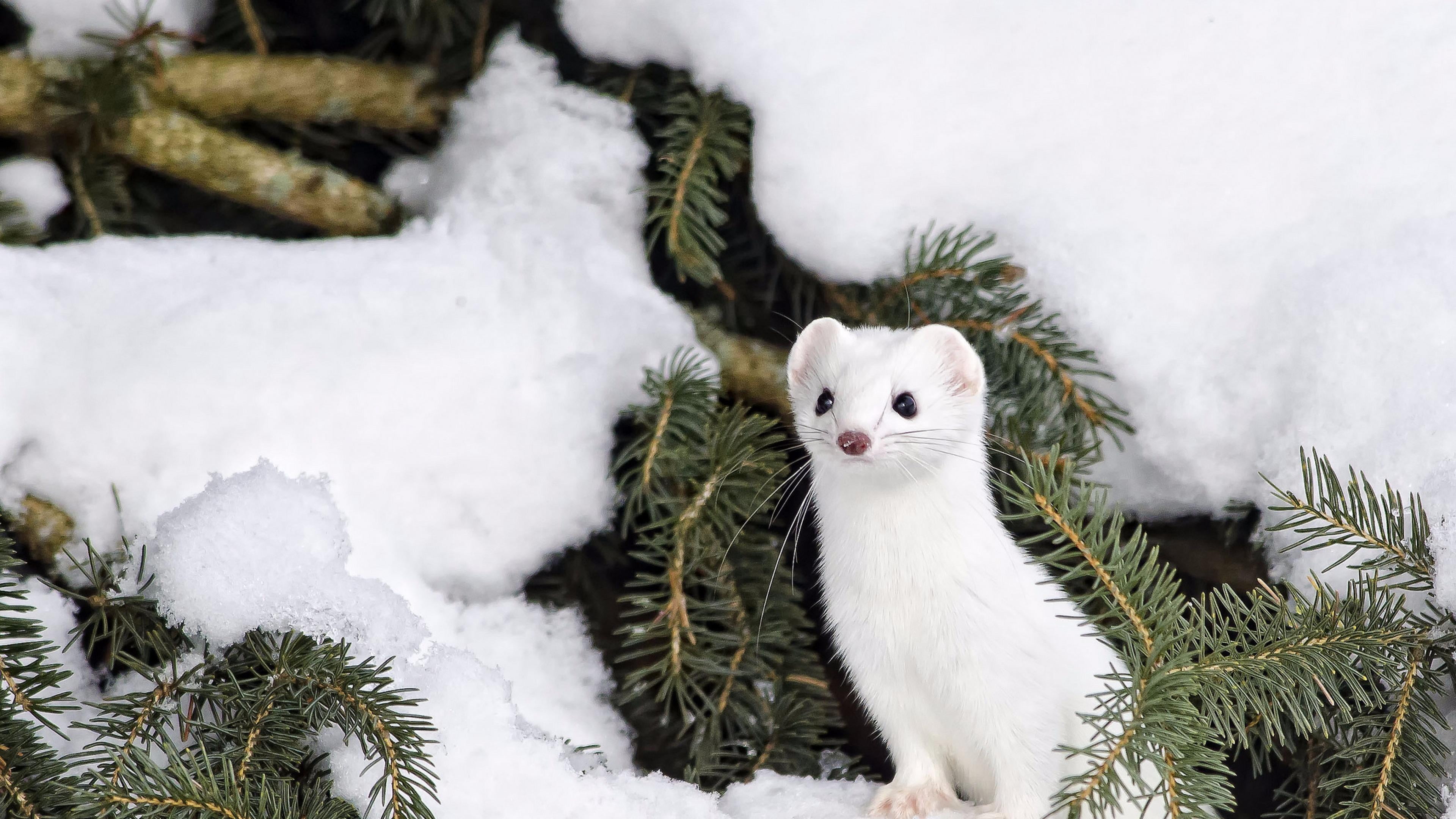 weasel, wildlife, mink, marten, domestic animals, animal themes, coniferous tree, 4K, vertebrate, pets, no people, looking at camera, tree, animal, cold temperature, HD Wallpaper