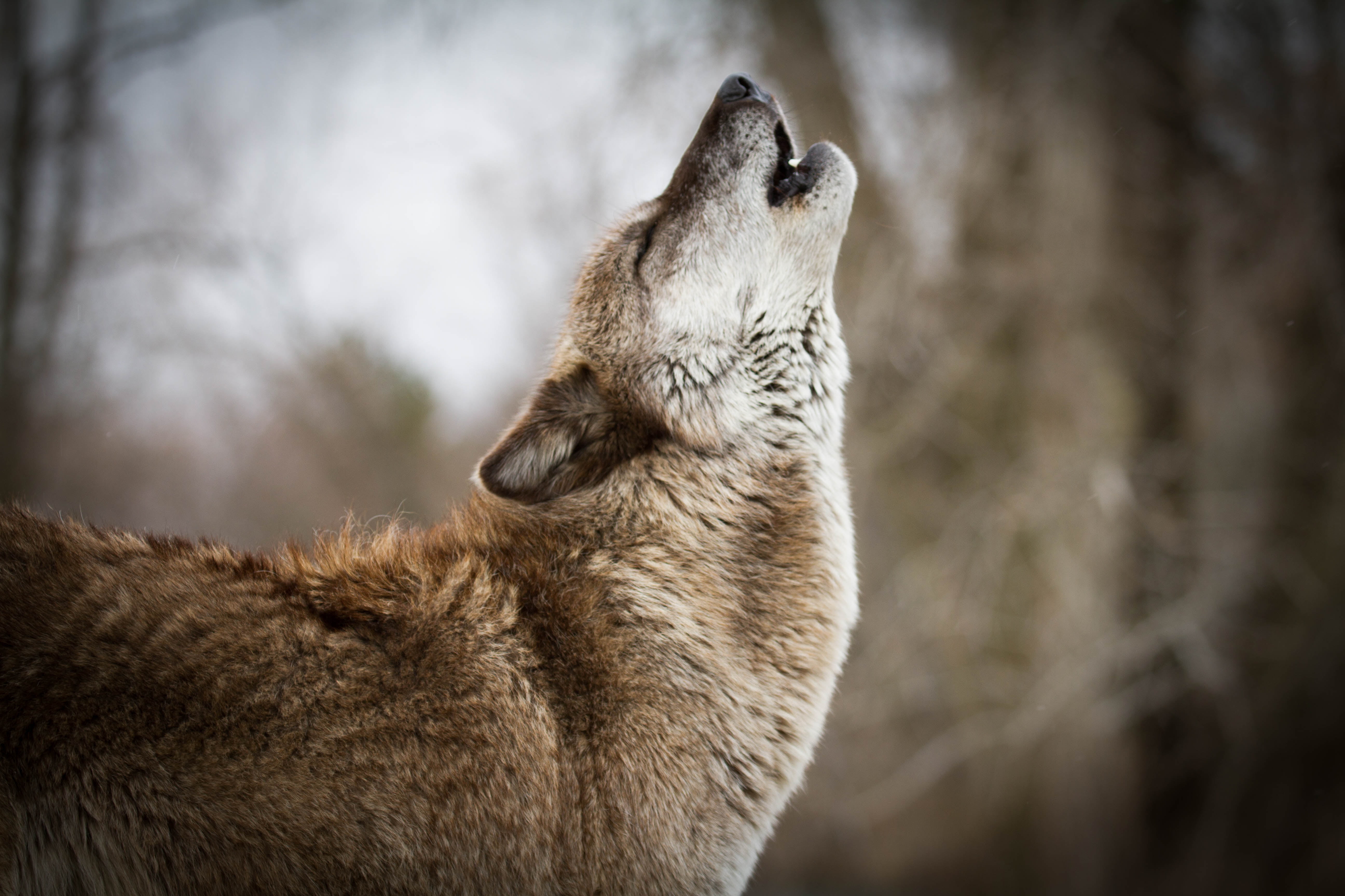 brown, looking up, mammal, domestic animals, day, animal wildlife, animal body part, focus on foreground, profile view, close-up, 5K, one animal, predator, HD Wallpaper